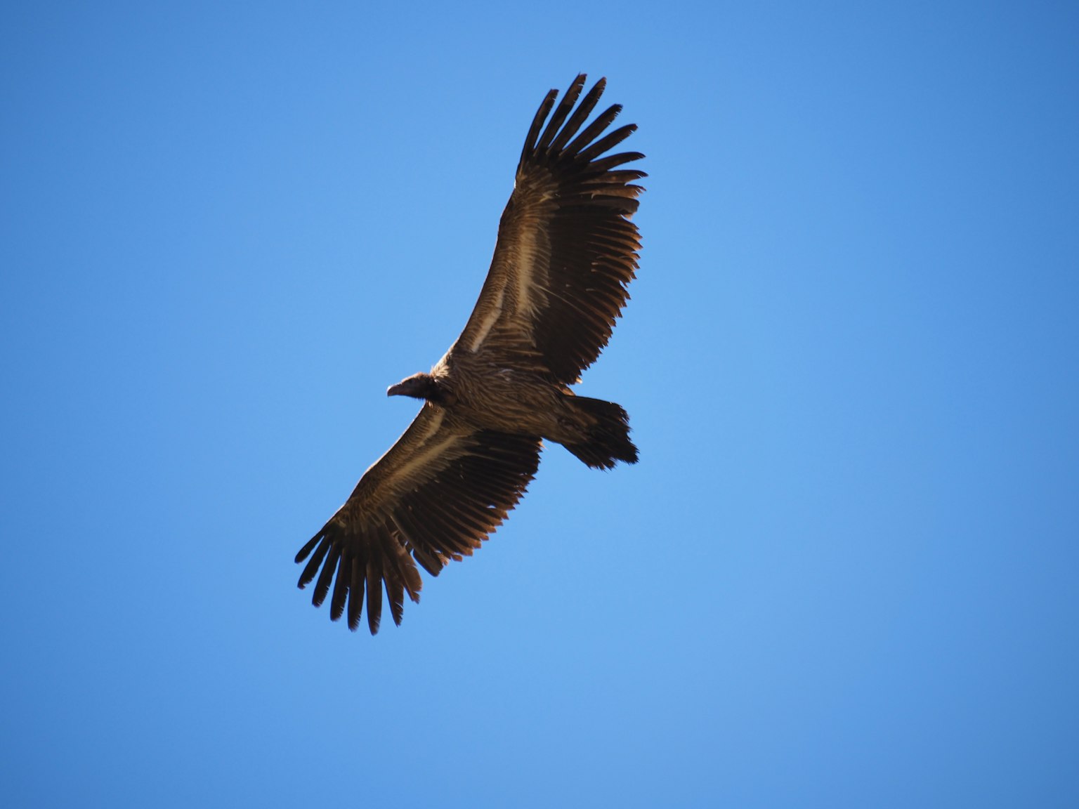 A hawk soaring against a clear blue sky