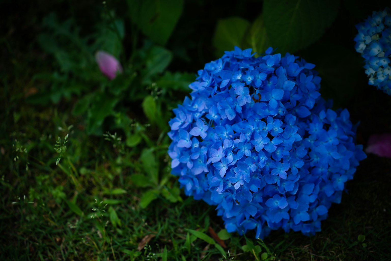Fiore di ortensia blu che sboccia tra l'erba verde