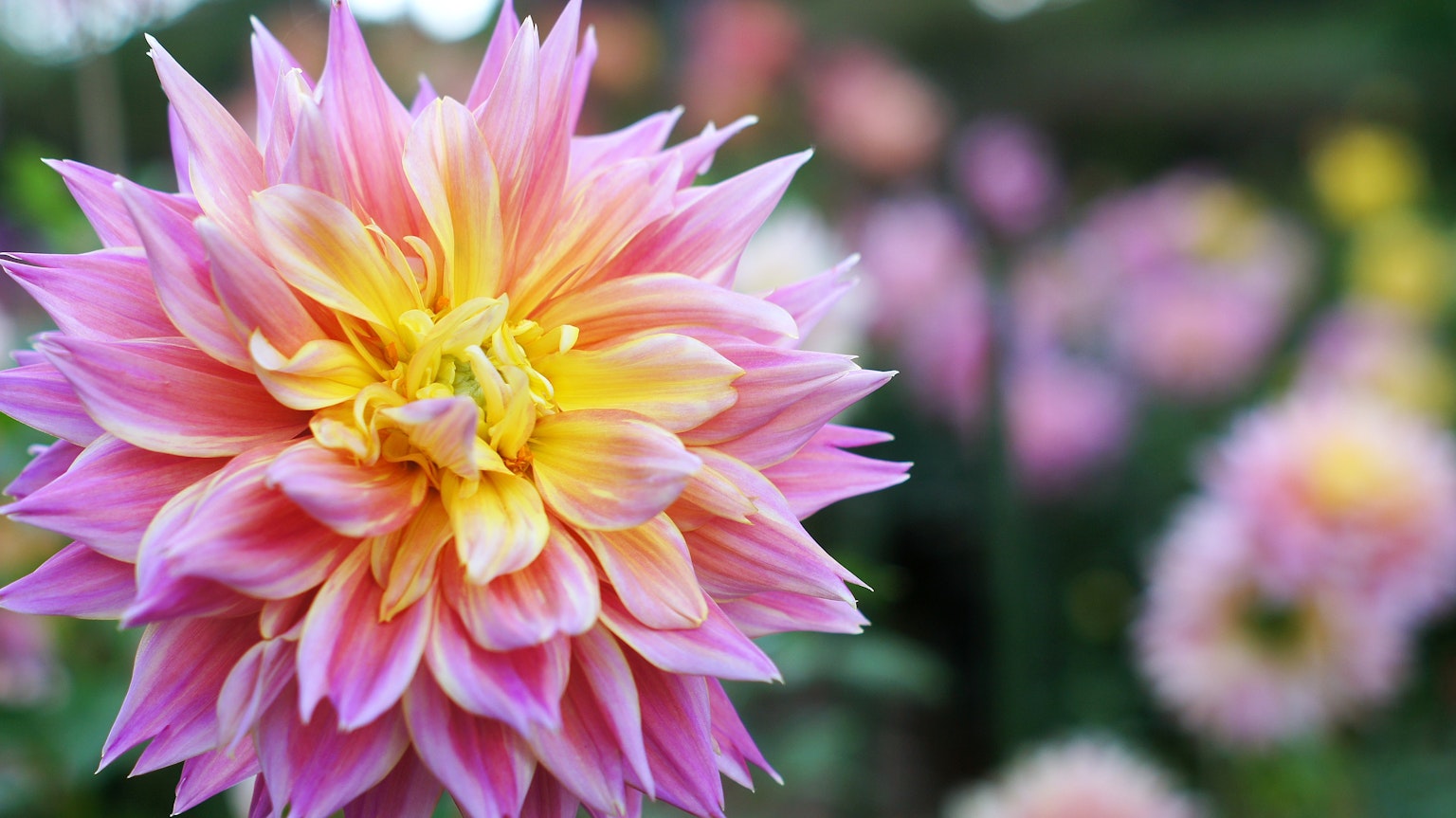 Primer plano de una vibrante flor de dalia rosa y amarilla