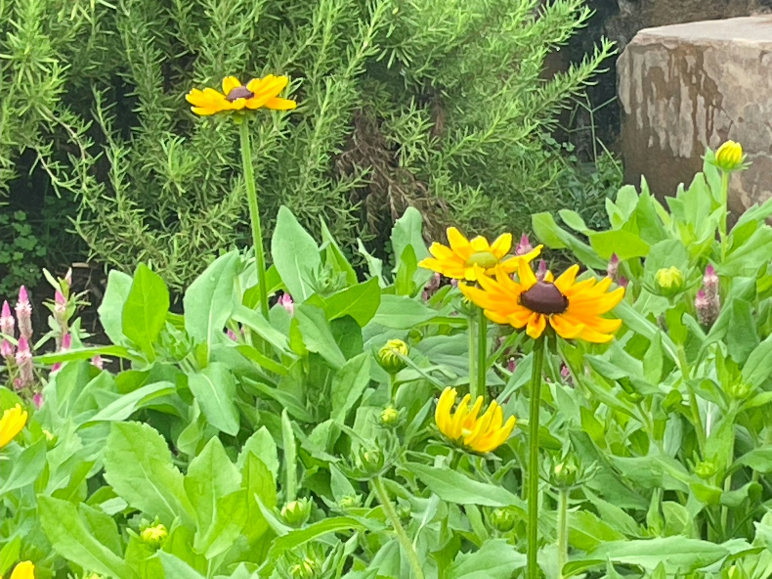 Escena de jardín con flores amarillas y follaje verde