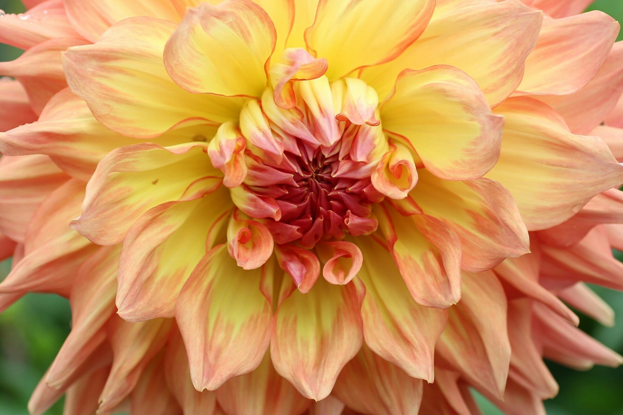 淡い色のダリアの花のクローズアップ