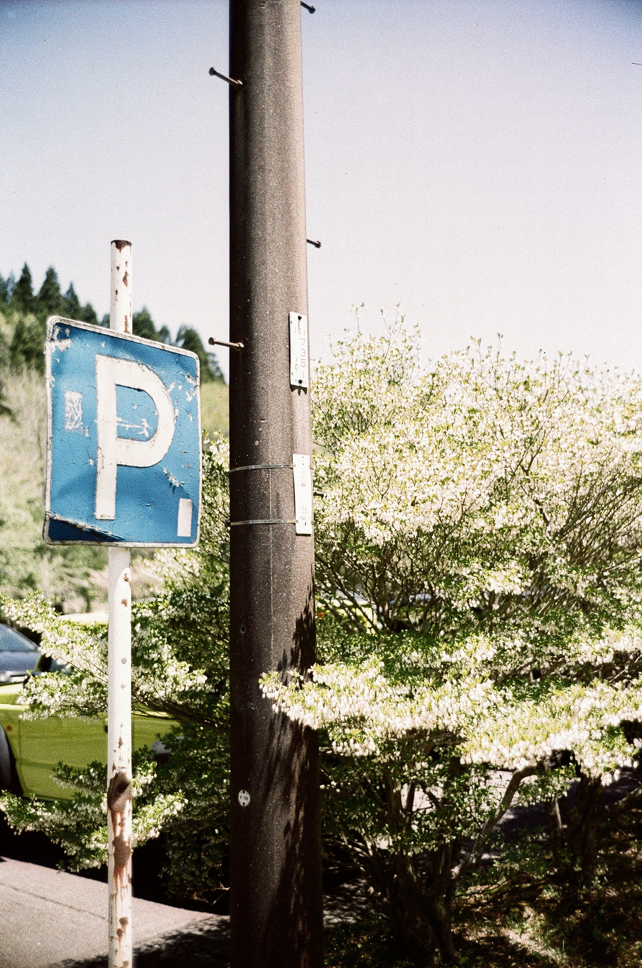 Spring street scene with a road sign and cherry blossoms