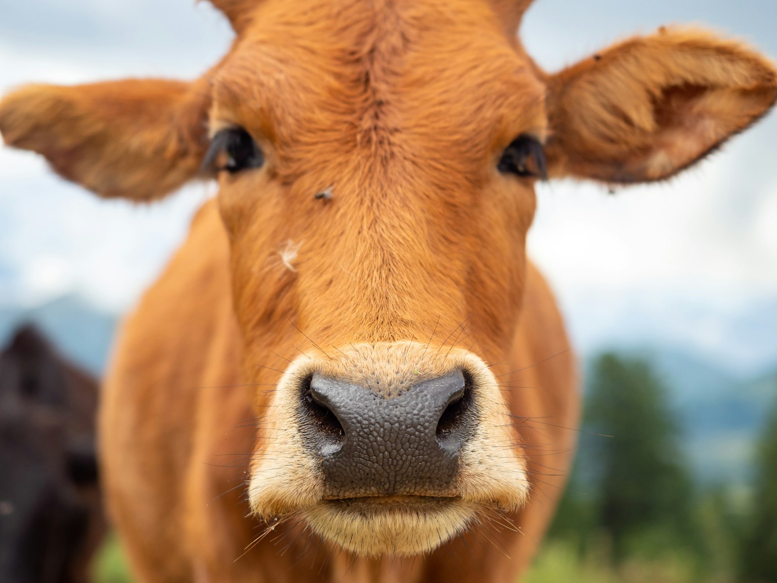 Primer plano de la cara de una vaca marrón mirando directamente a la cámara con prados verdes y montañas al fondo