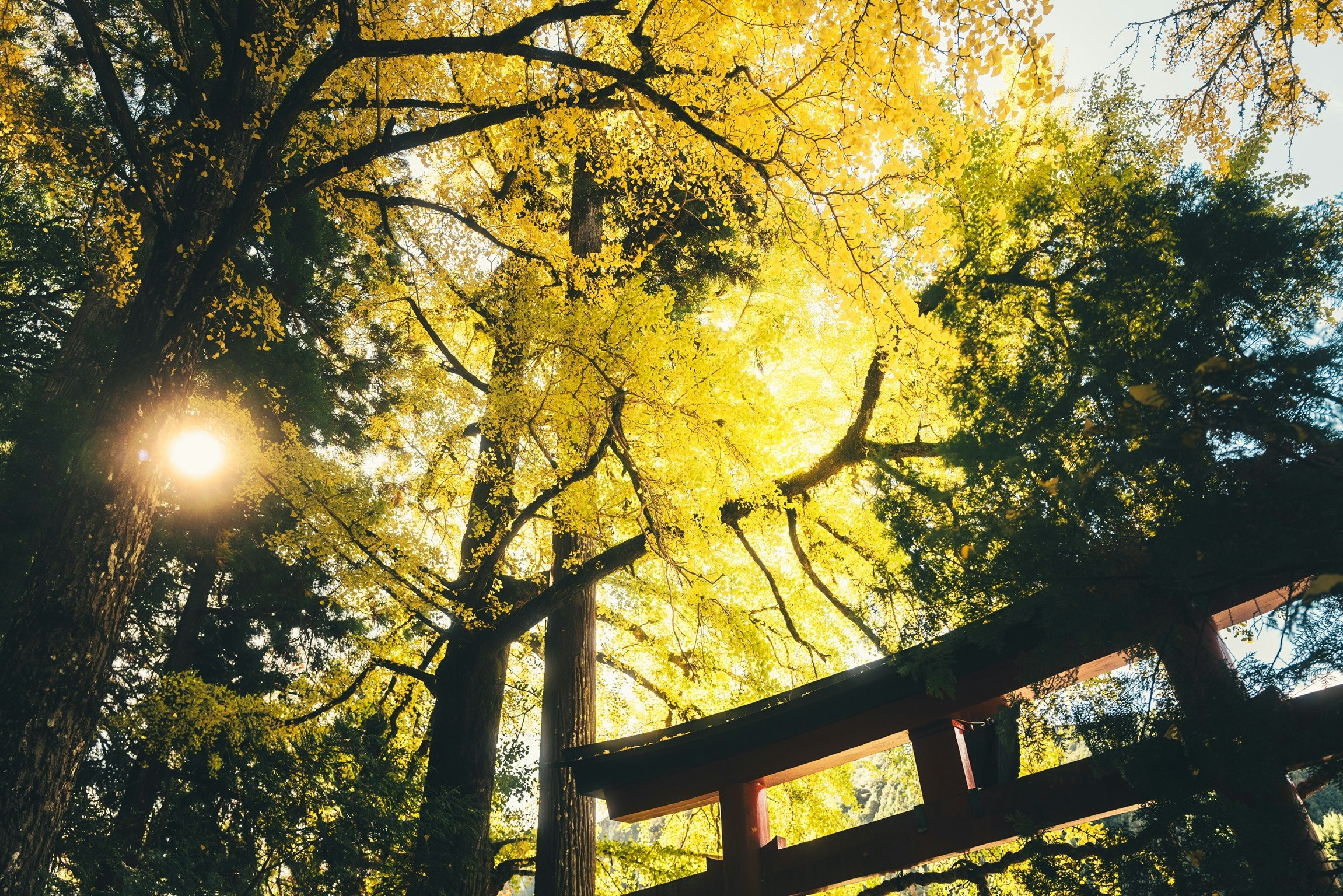 イチョウの木の黄葉と夕日が差す並木の景色