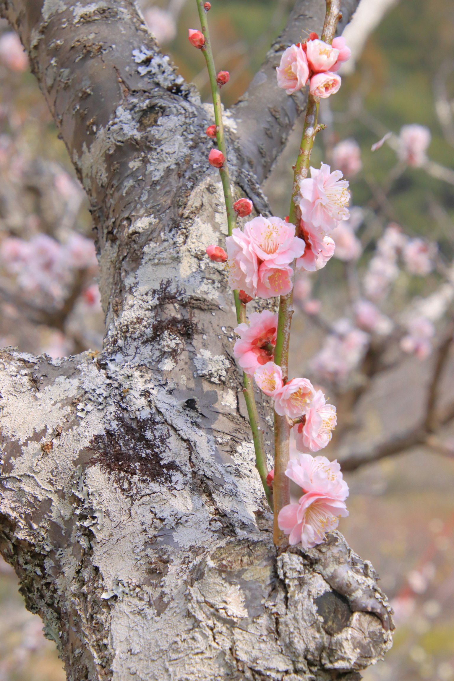 Nahaufnahme eines Baumstamms mit sanften rosa Blüten