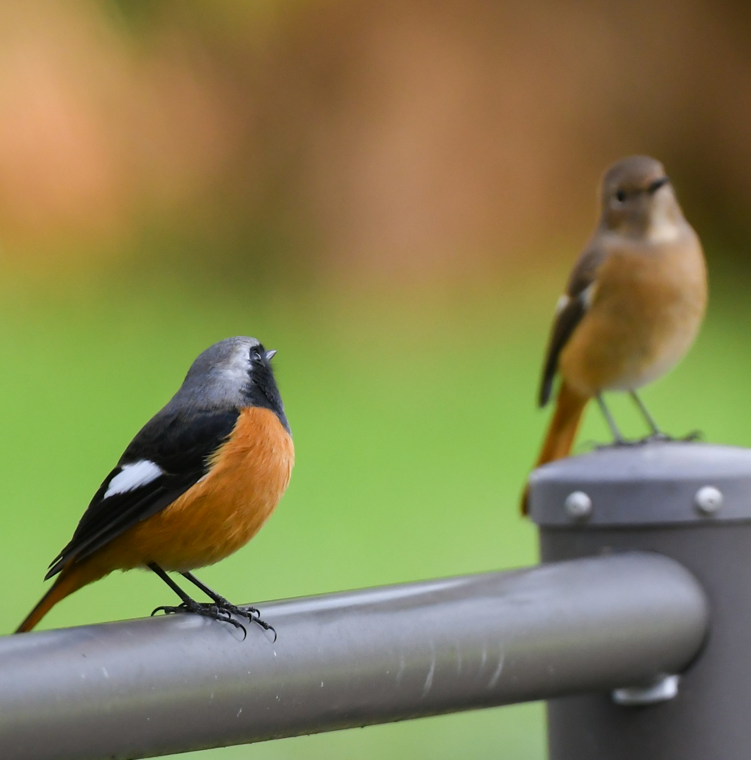 二羽の鳥が金属の手すりに止まっている一枚の写真 鳥の一羽は黒とオレンジ色で、もう一羽は茶色