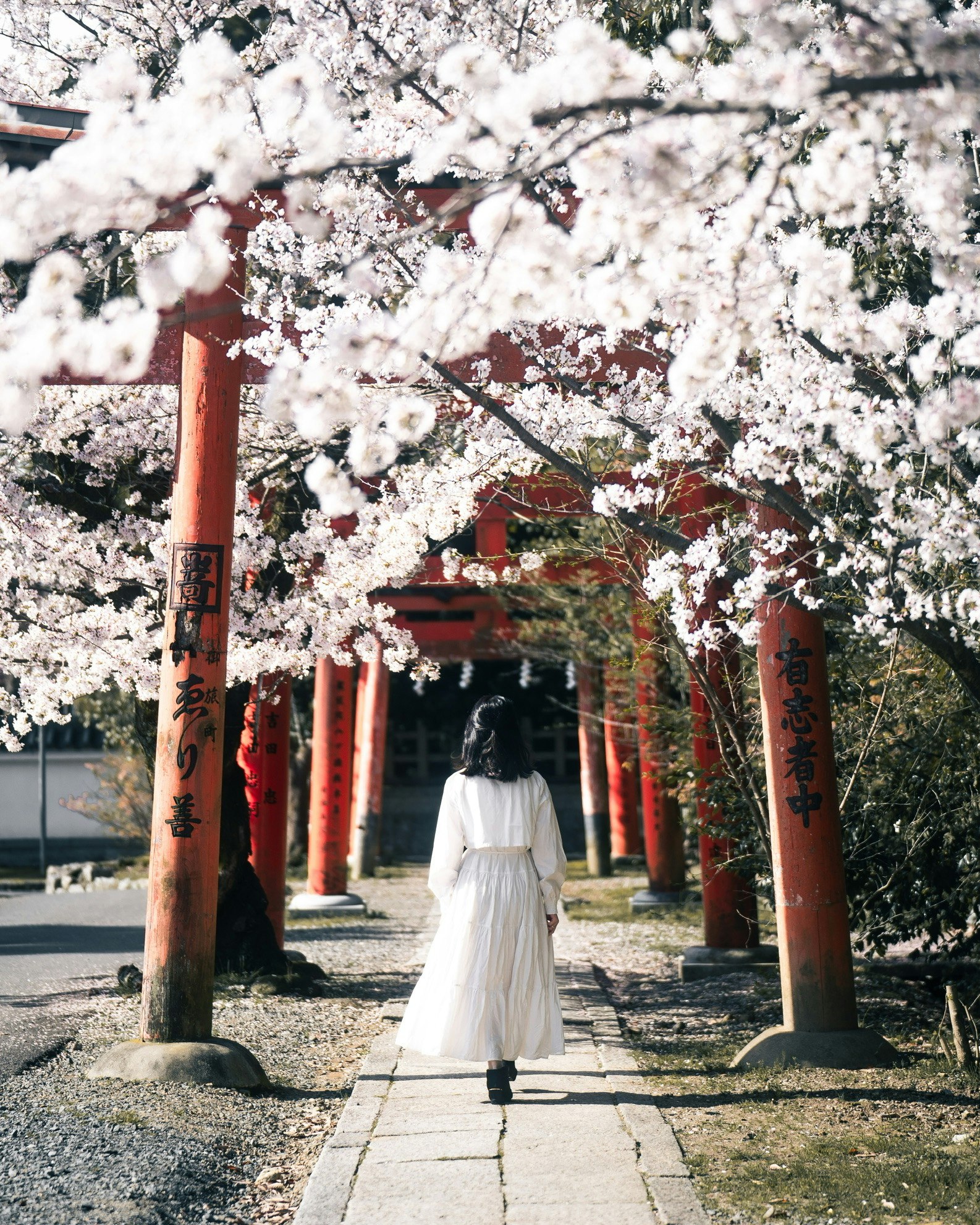 A person in a white dress standing on a cherry blossom walkway
