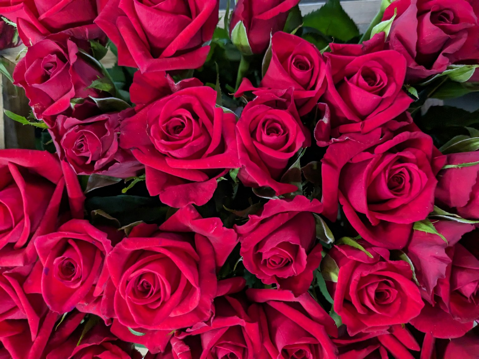 Un bouquet dense de roses rouges vibrantes