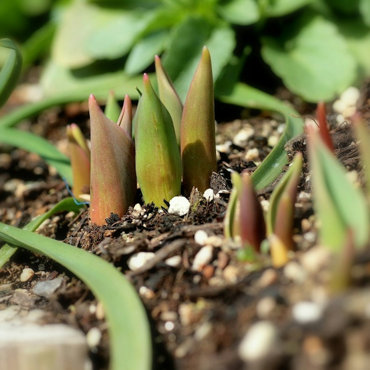Emerging green shoots sprouting from the soil