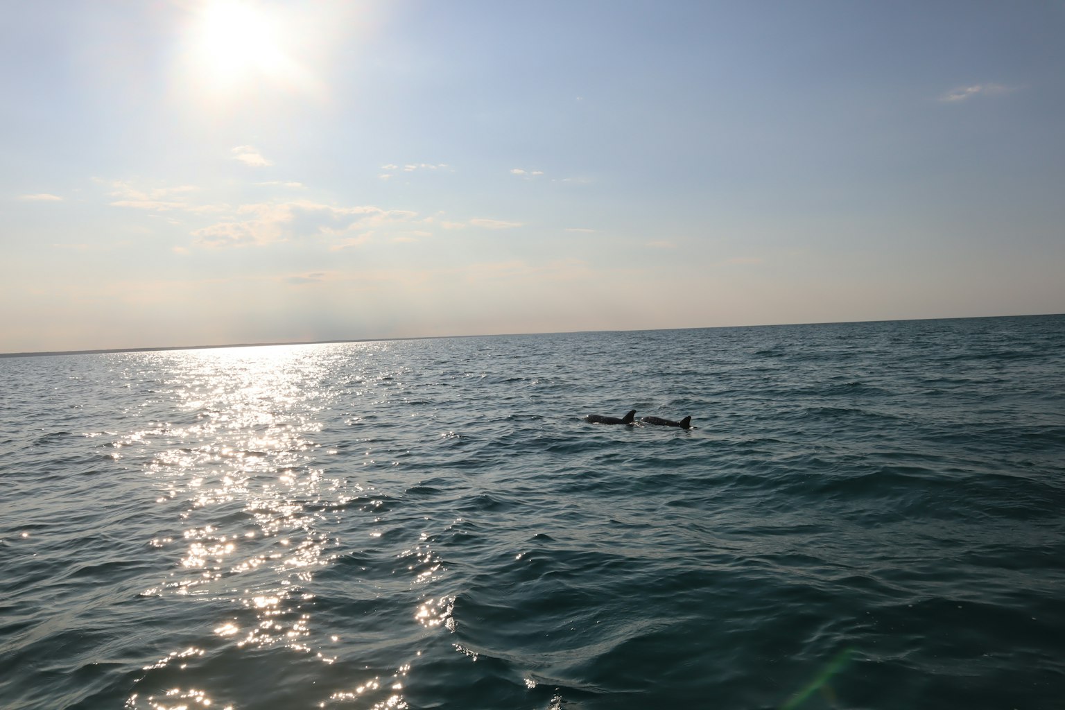 Dolphins swimming in the ocean with a shining sun