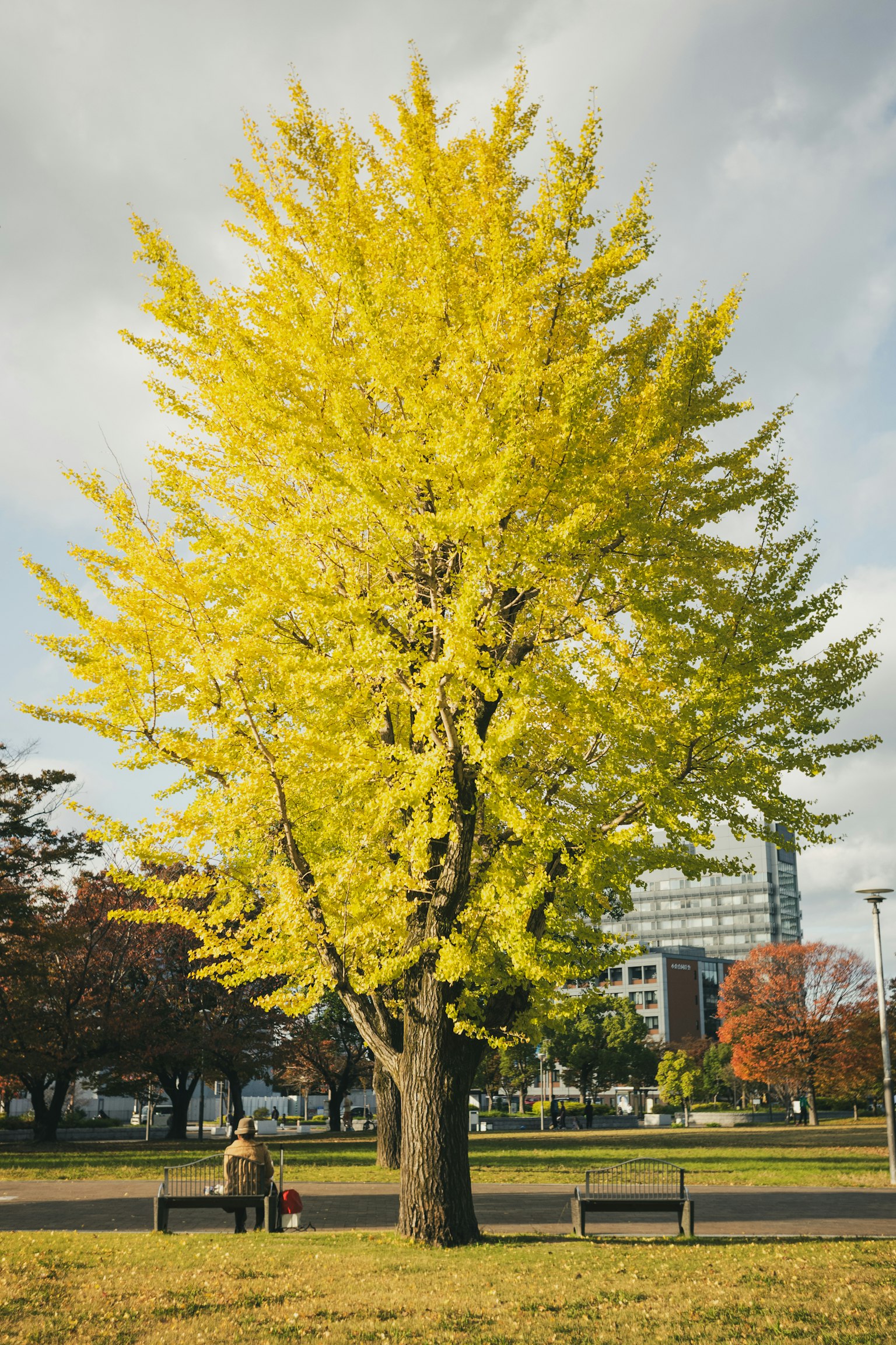 A vibrant yellow ginkgo tree standing in a park with a serene background