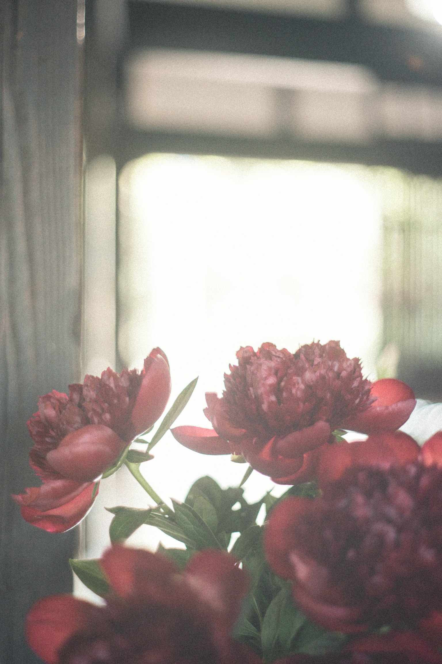 Fleurs rouges avec arrière-plan de lumière douce
