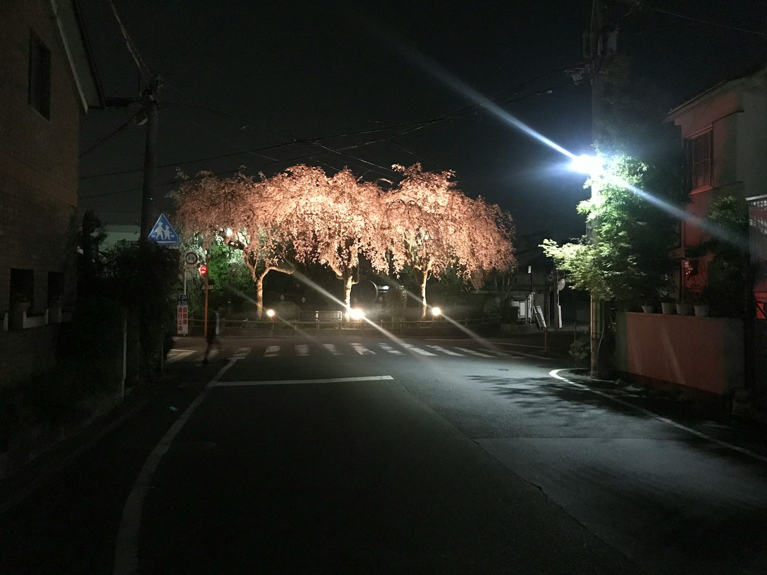 夜晚安静街道上的樱花树被照亮