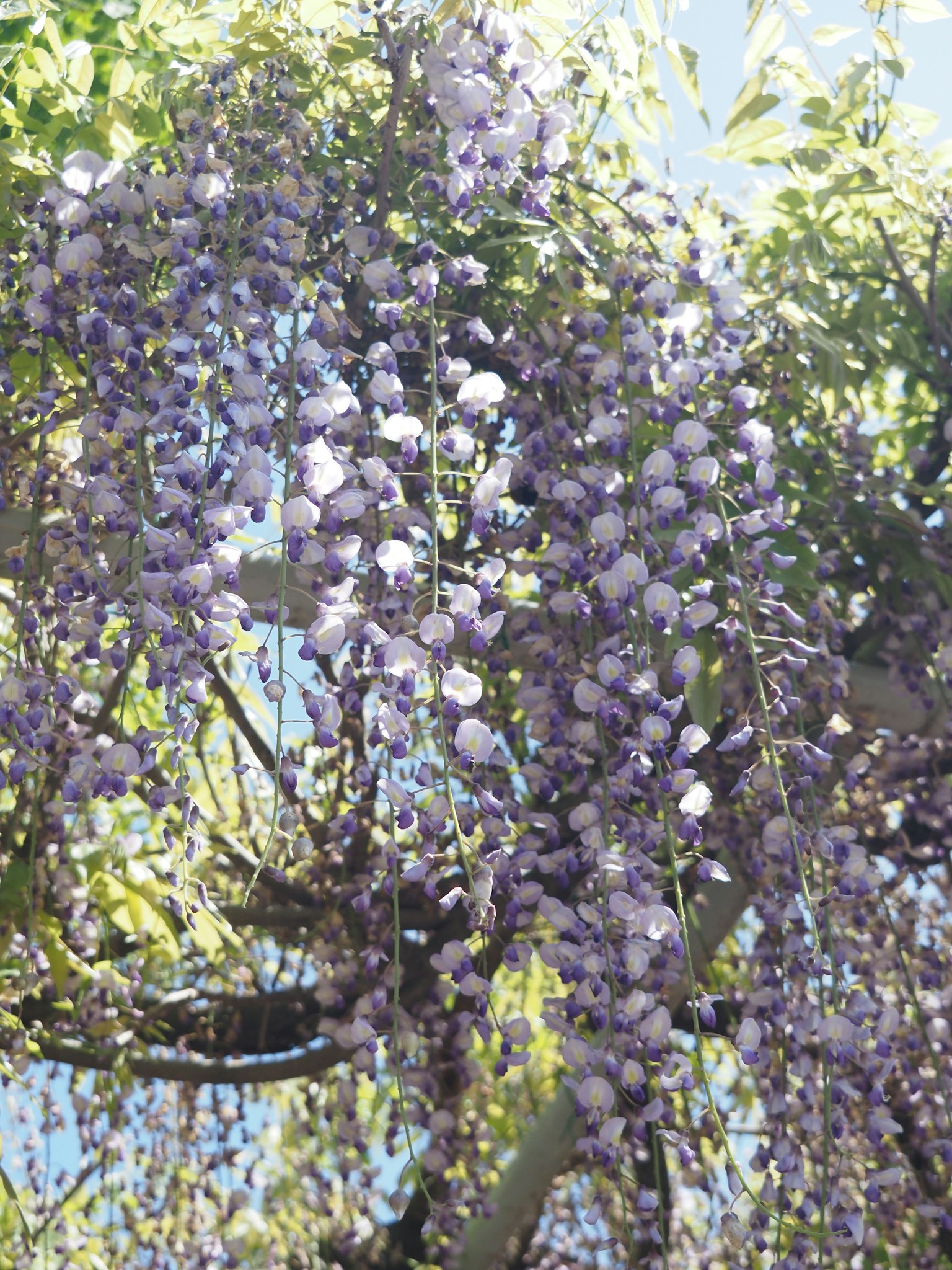 Fiori di glicine viola che pendono dai rami di un albero