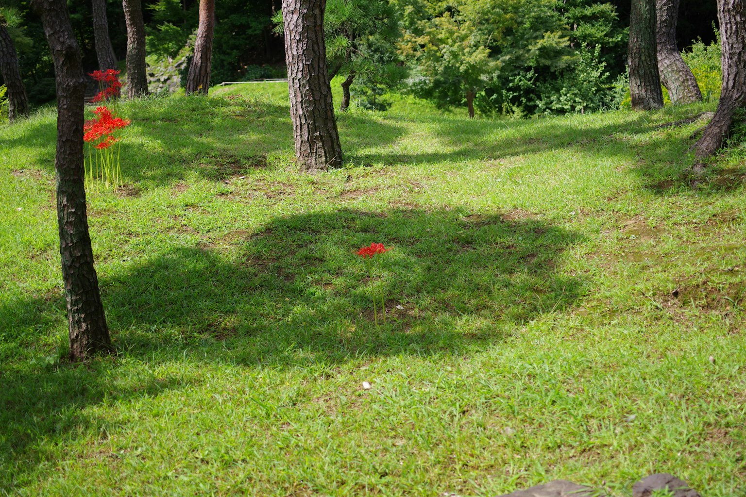 Un paesaggio con erba verde e alberi con marcatori rossi
