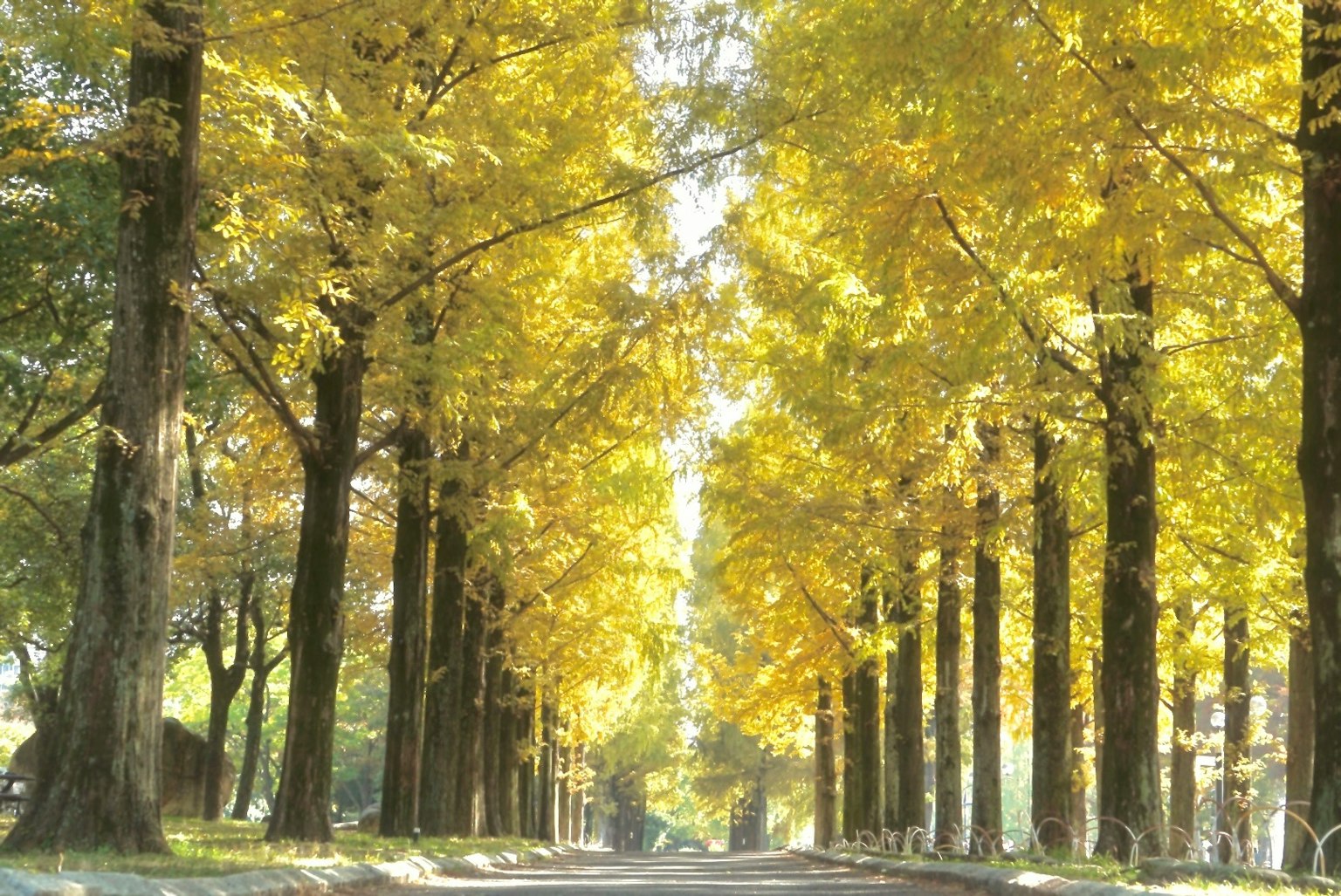 A pathway lined with beautiful yellow trees