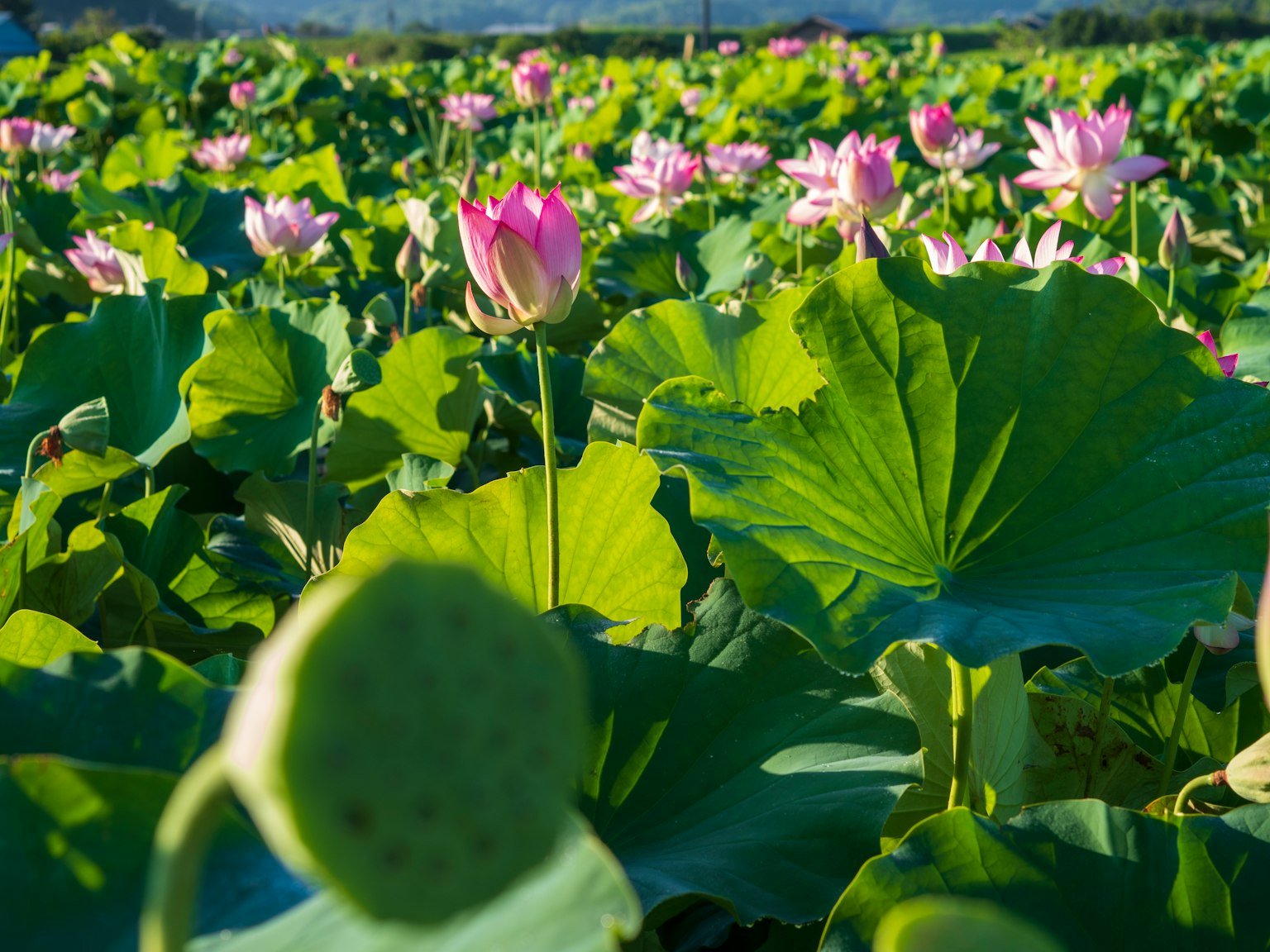 Eine schöne Szene eines Lotusponds mit blühenden rosa Blumen und grünen Blättern