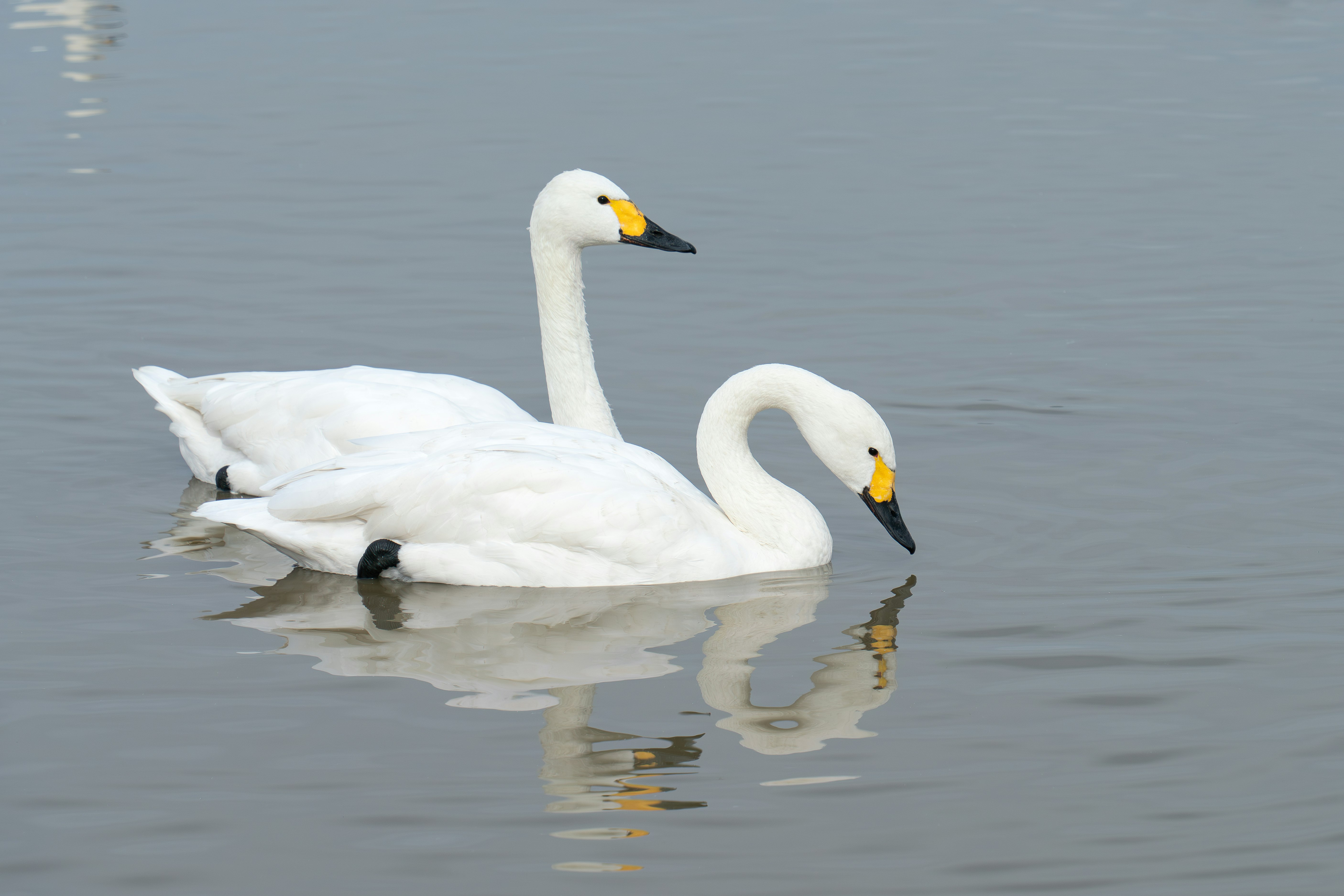 水面に浮かぶ白鳥のつがい