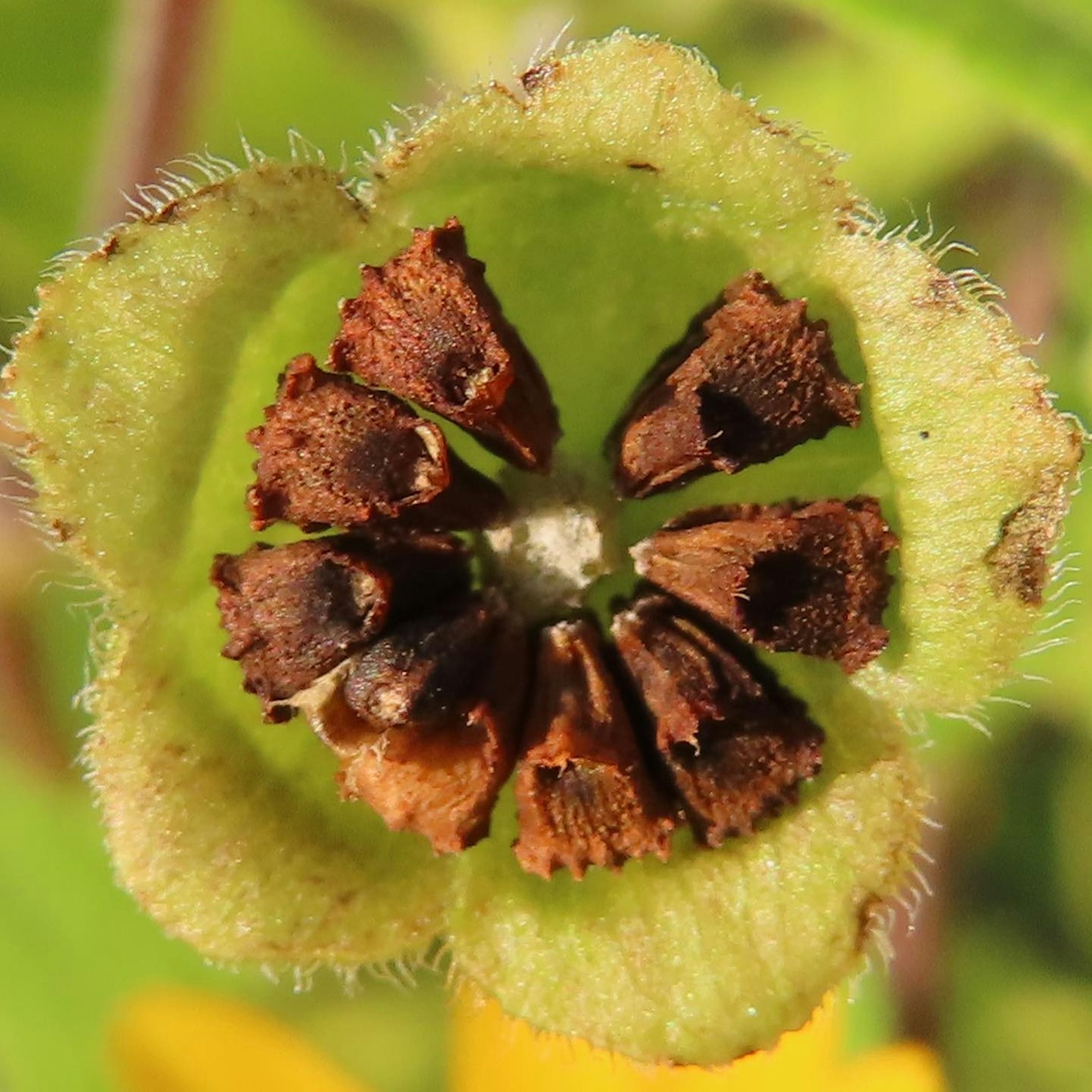 Close-up of a plant showing seeds and green fruit cross-section