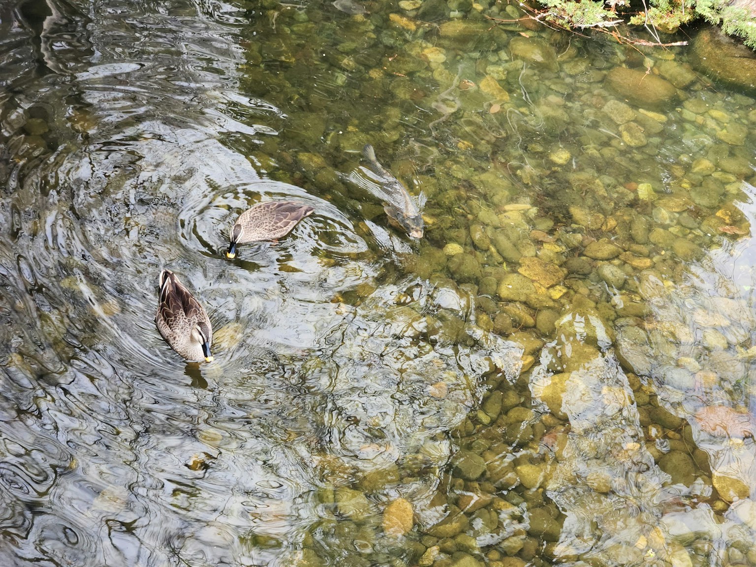 Dos aves nadando en la superficie de un arroyo claro con piedras visibles debajo
