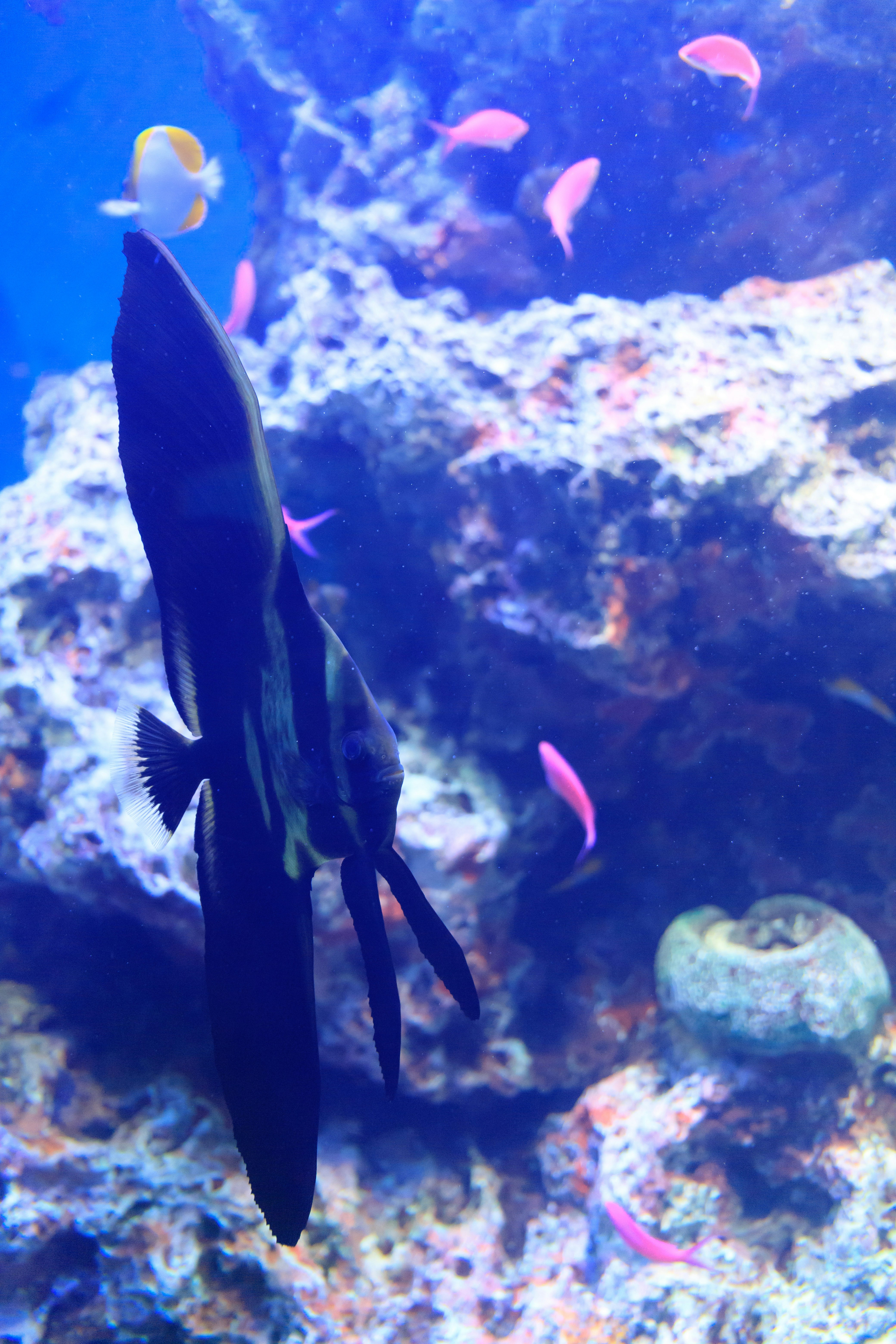 水槽の中で泳ぐ色鮮やかな魚とクラゲの群れの水中景観