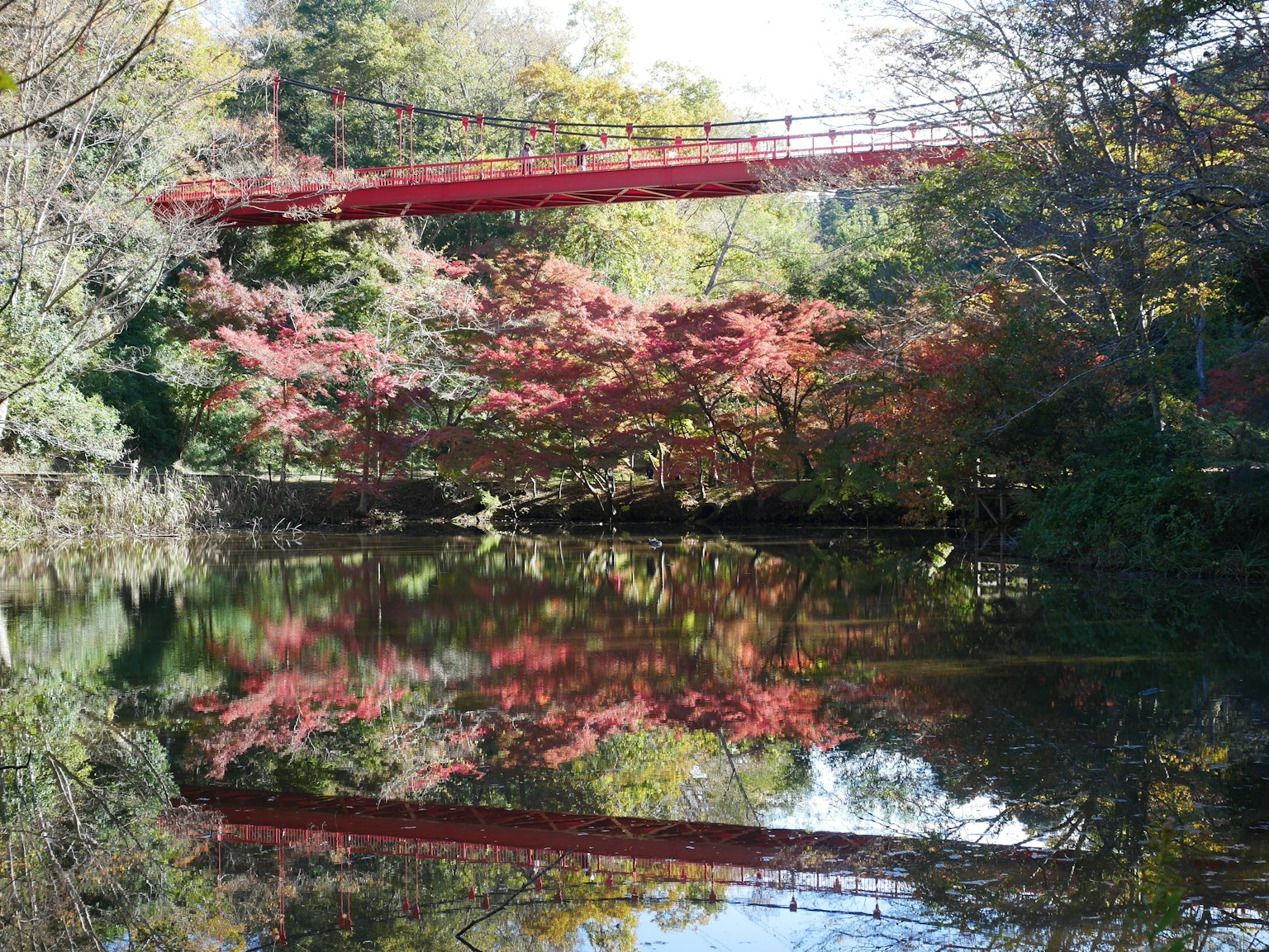 Scenic view of a red bridge reflecting in a calm pond surrounded by autumn foliage