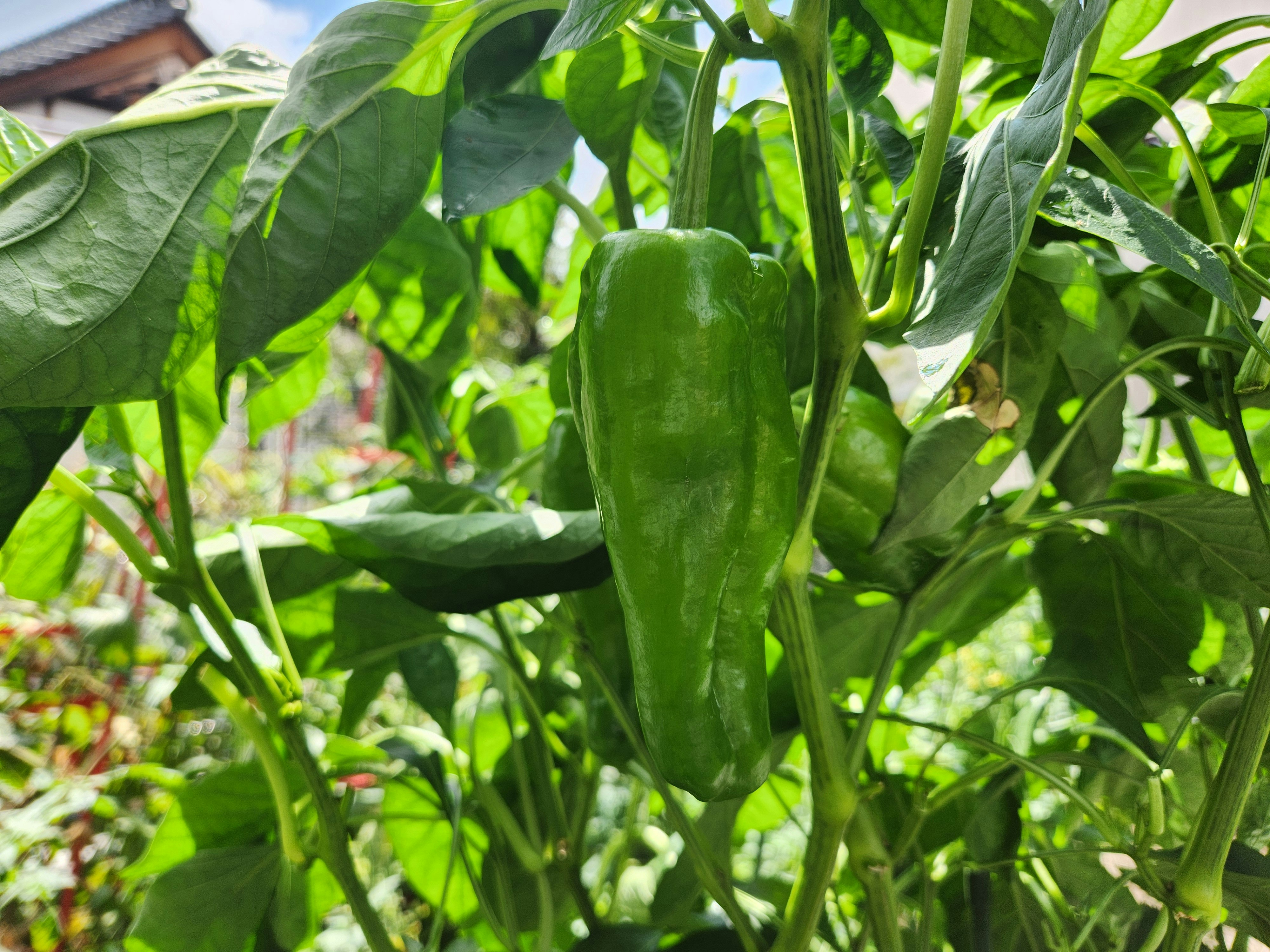 茂盛的豌豆葉與豆莢在菜園中生長