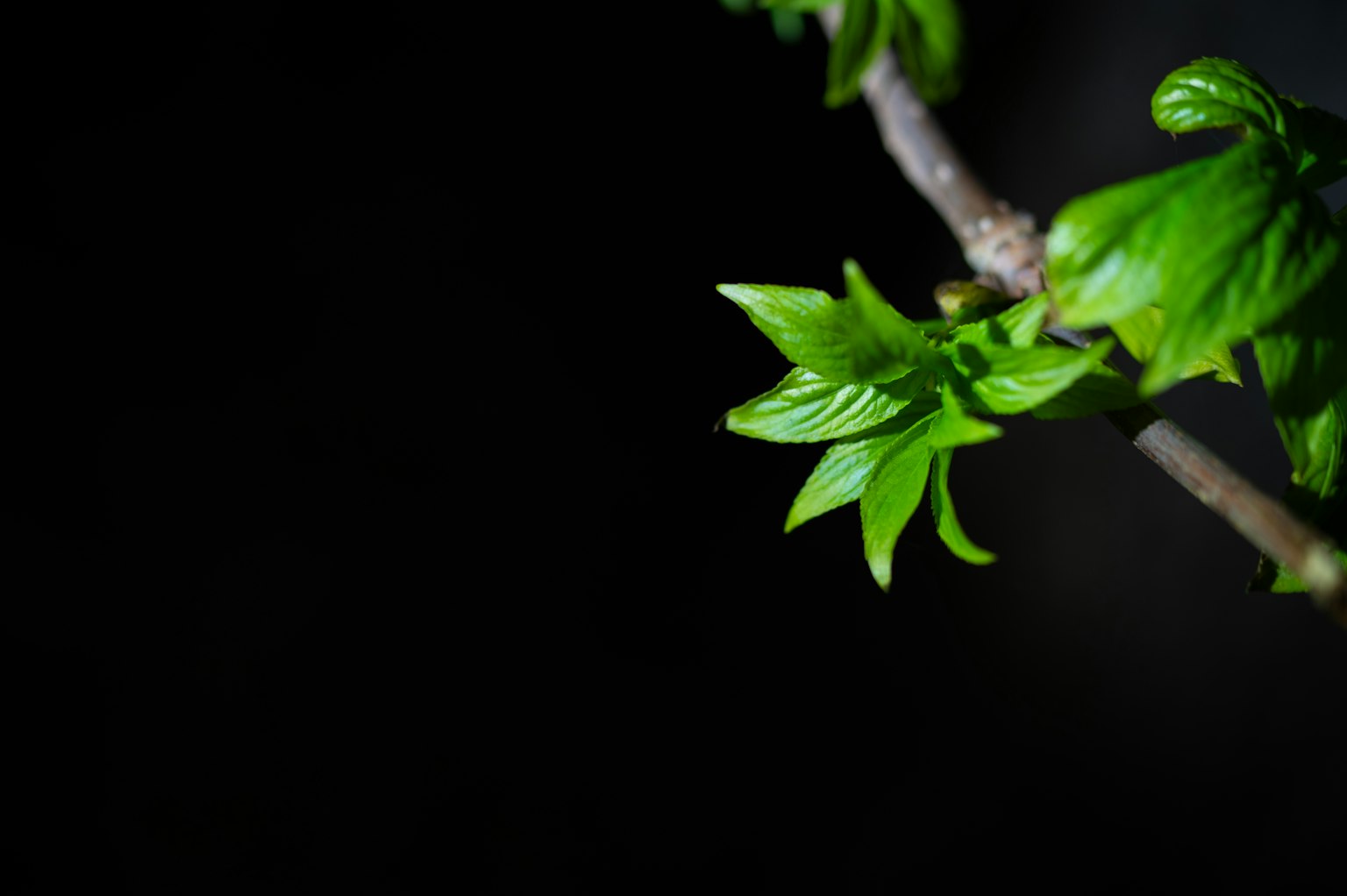 Une branche avec des feuilles vertes vives sur fond sombre