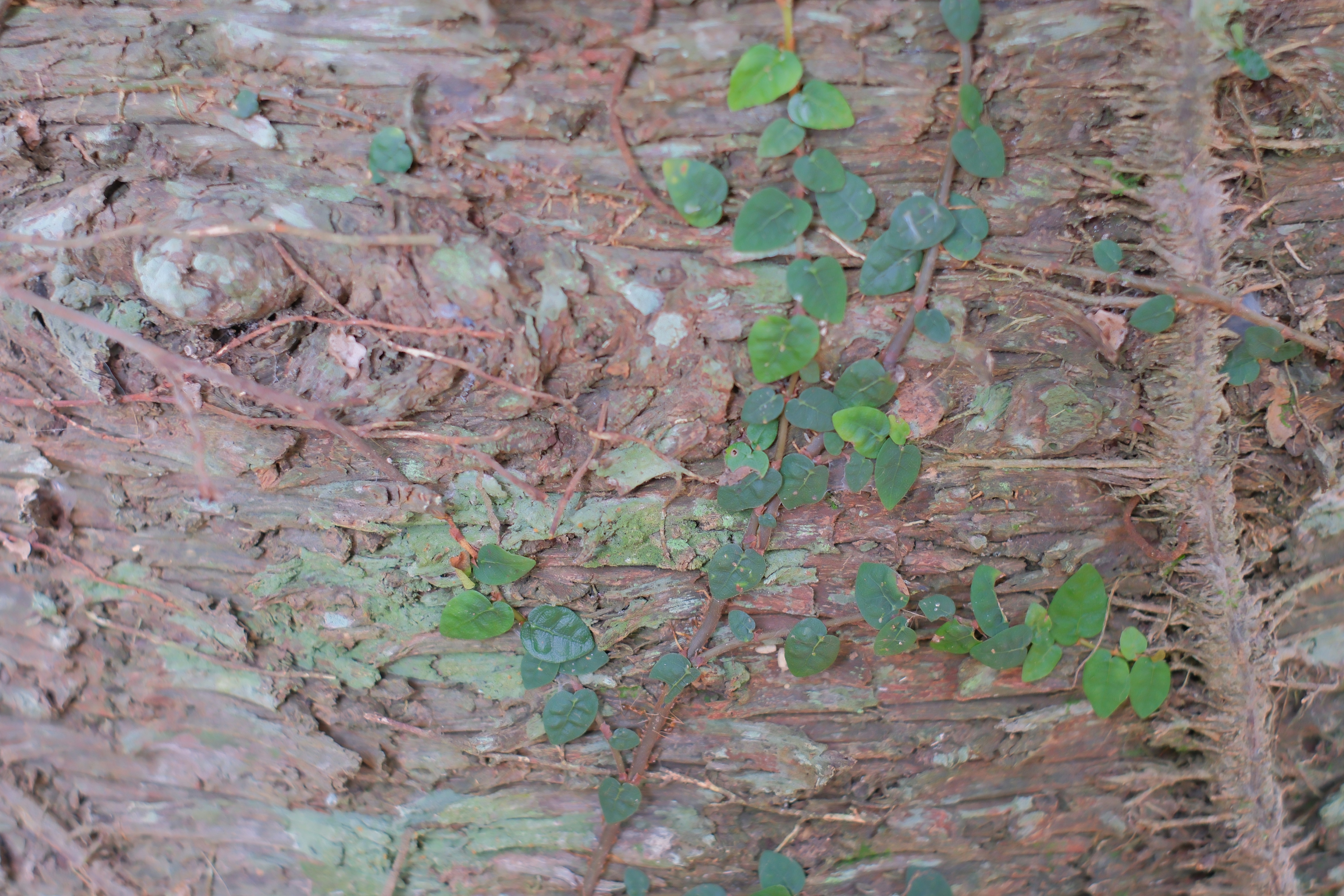 苔むした石垣の間から伸びるツタのある壁面