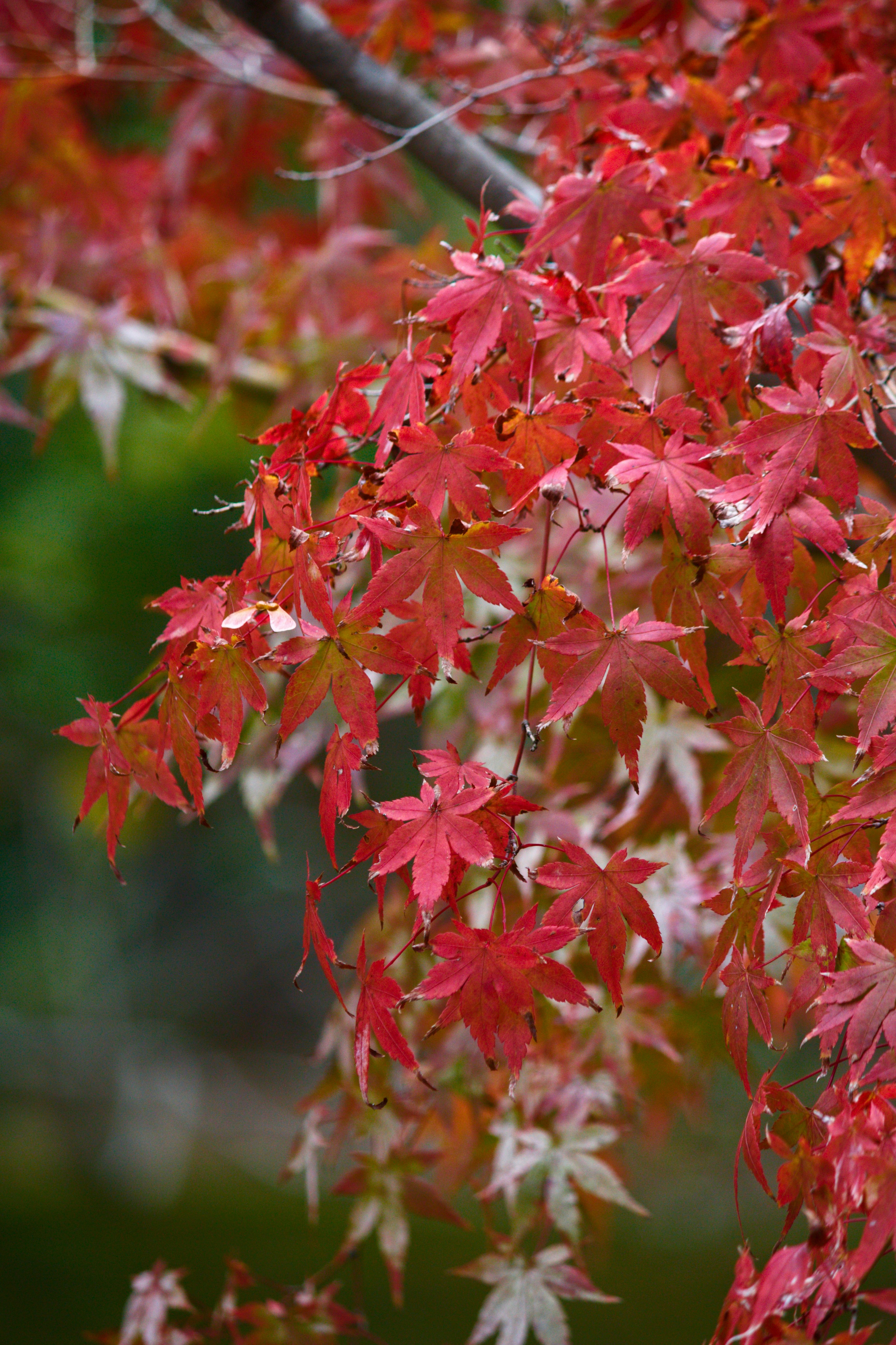 色づき始めた紅葉の枝先