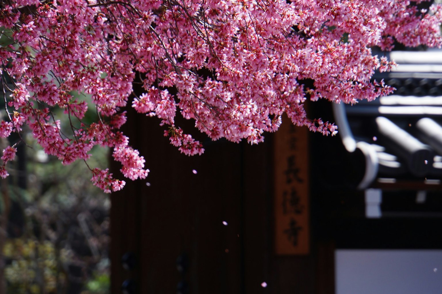 美麗的櫻花景觀與傳統建築背景