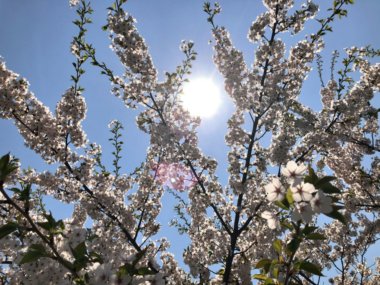 Un arbre avec des fleurs blanches sous un ciel bleu et un soleil brillant