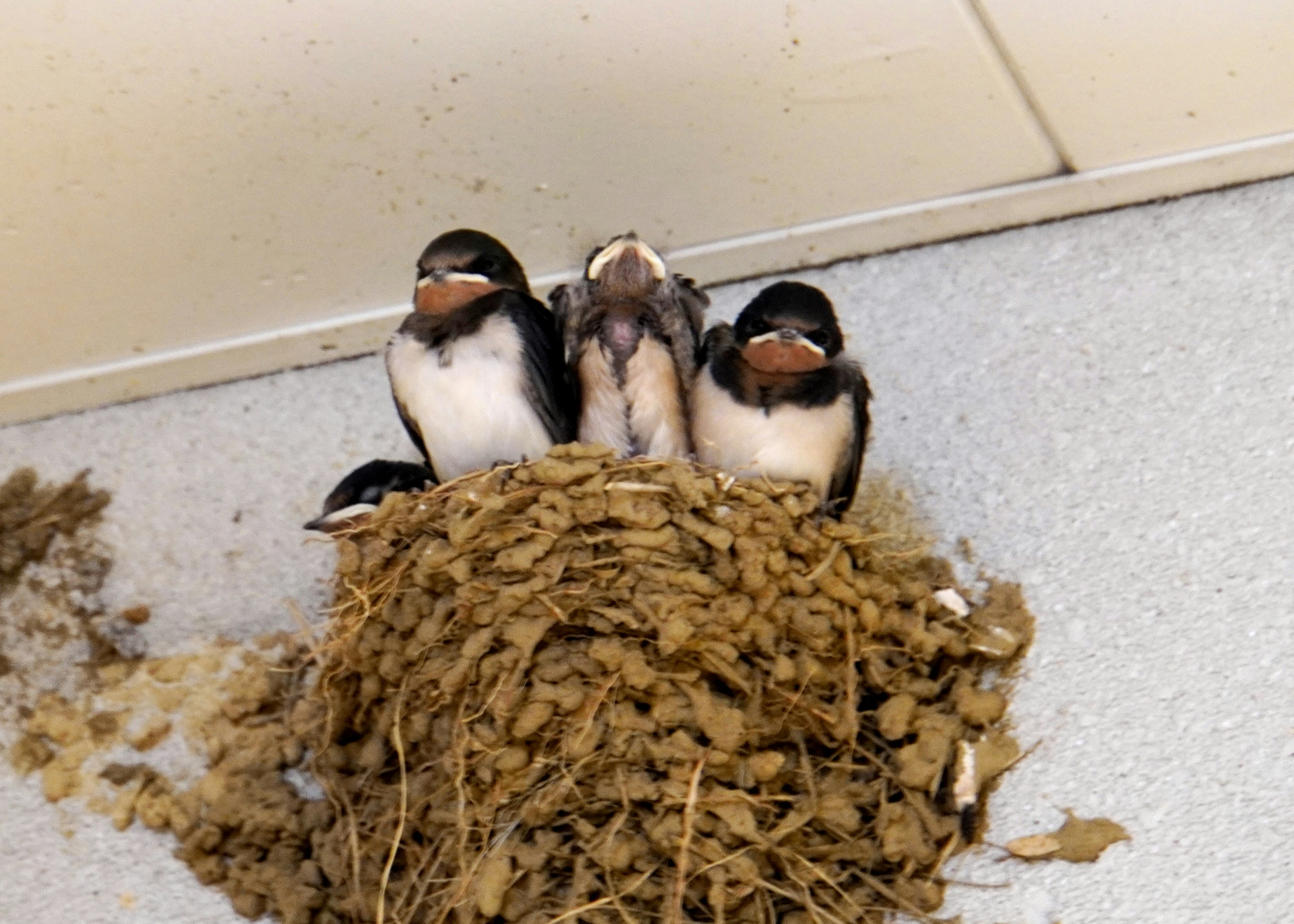 swallow chicks and parent birds in a nest