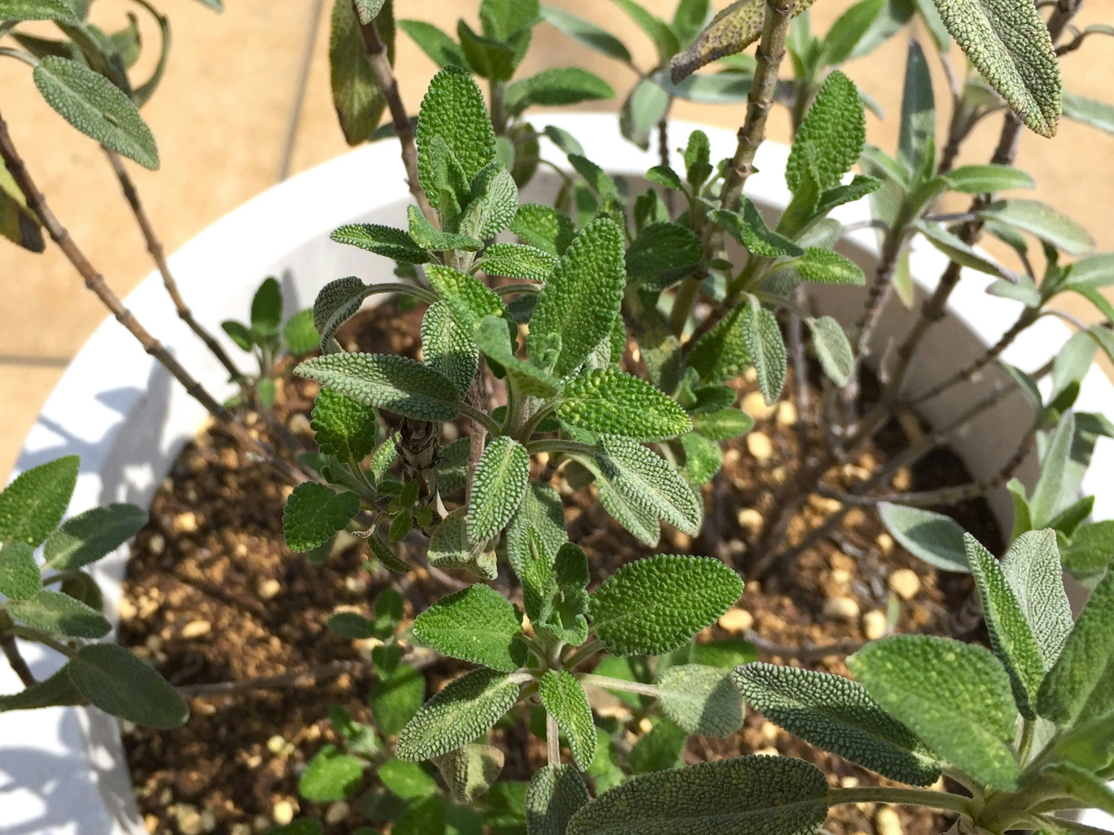 Close-up of potted herb sage leaves