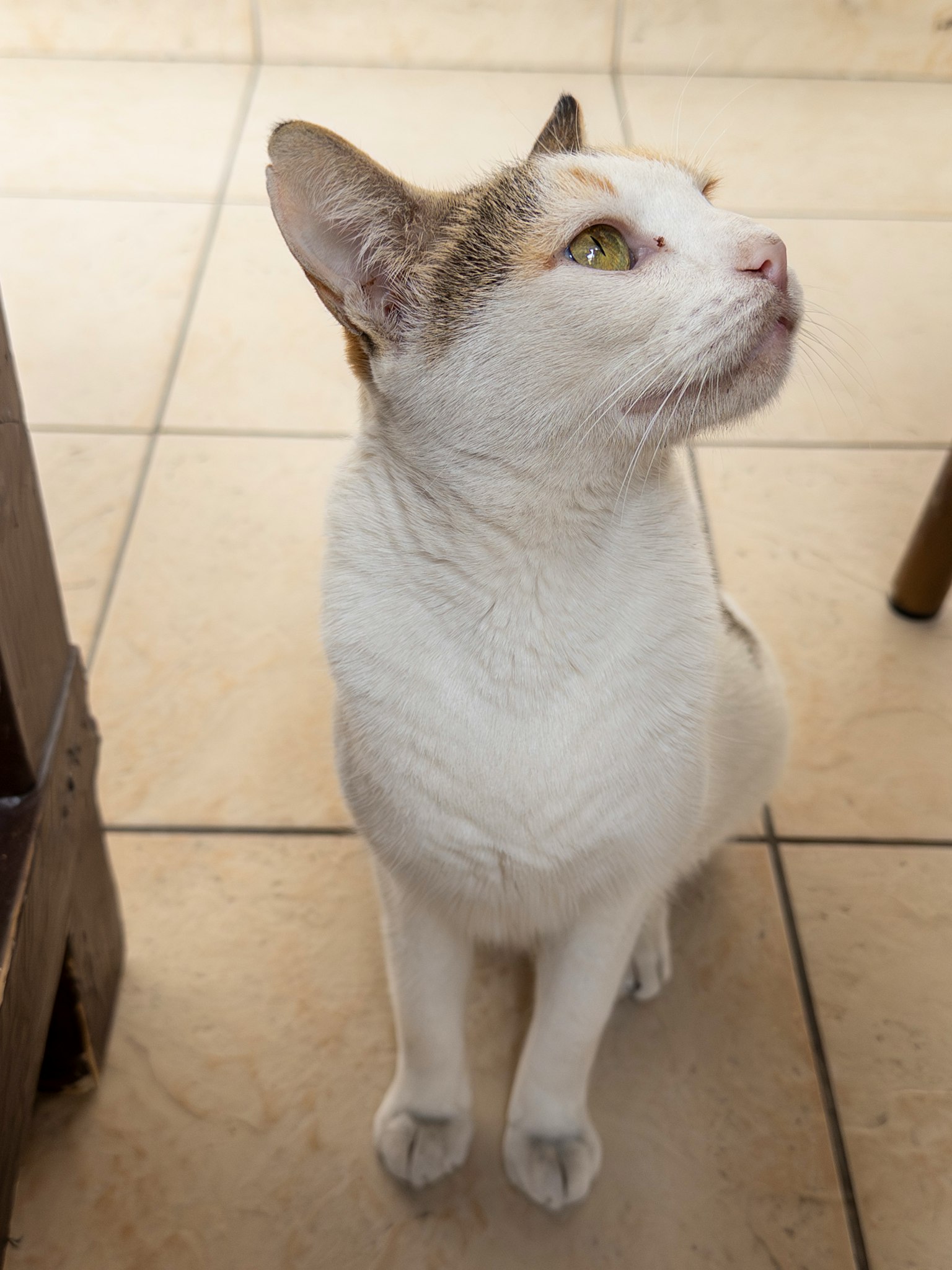 Un gatto bianco seduto su un pavimento piastrellato con occhi gialli
