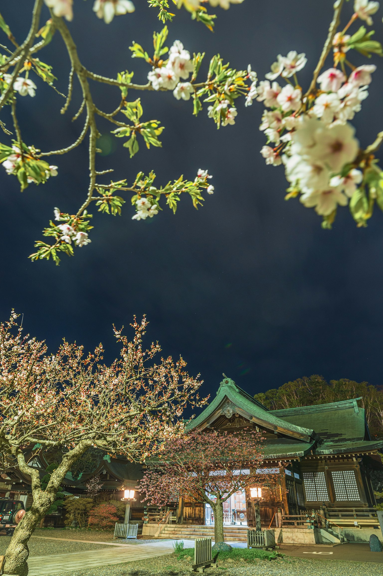 Cherry blossoms blooming under the night sky with a traditional Japanese building