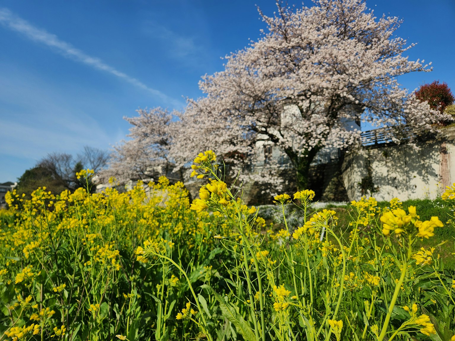Escena de primavera con un árbol de cerezo en flor y flores amarillas