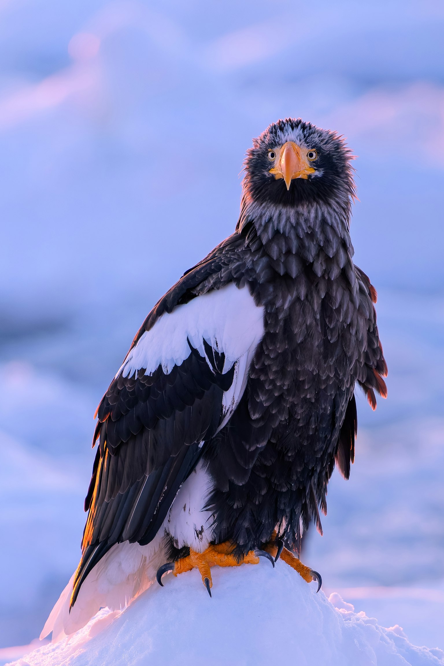 Stellerseeadler steht auf Schnee mit auffälligen Merkmalen