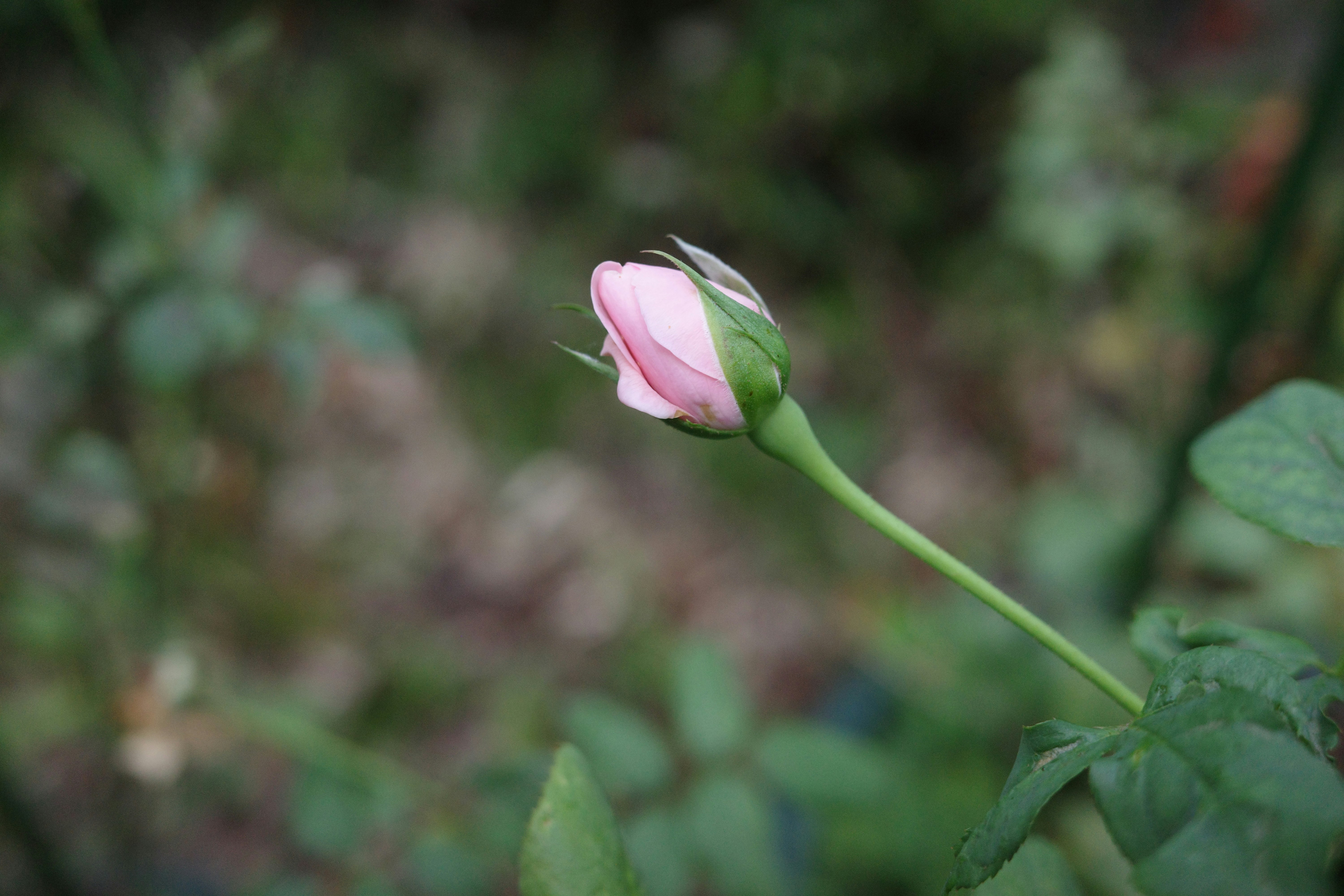 pink tulip flower blooming in a green garden