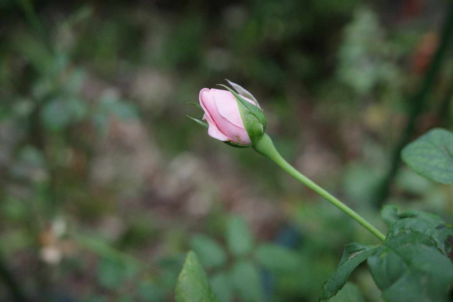 Bocciolo di rosa con petali rosa pallido
