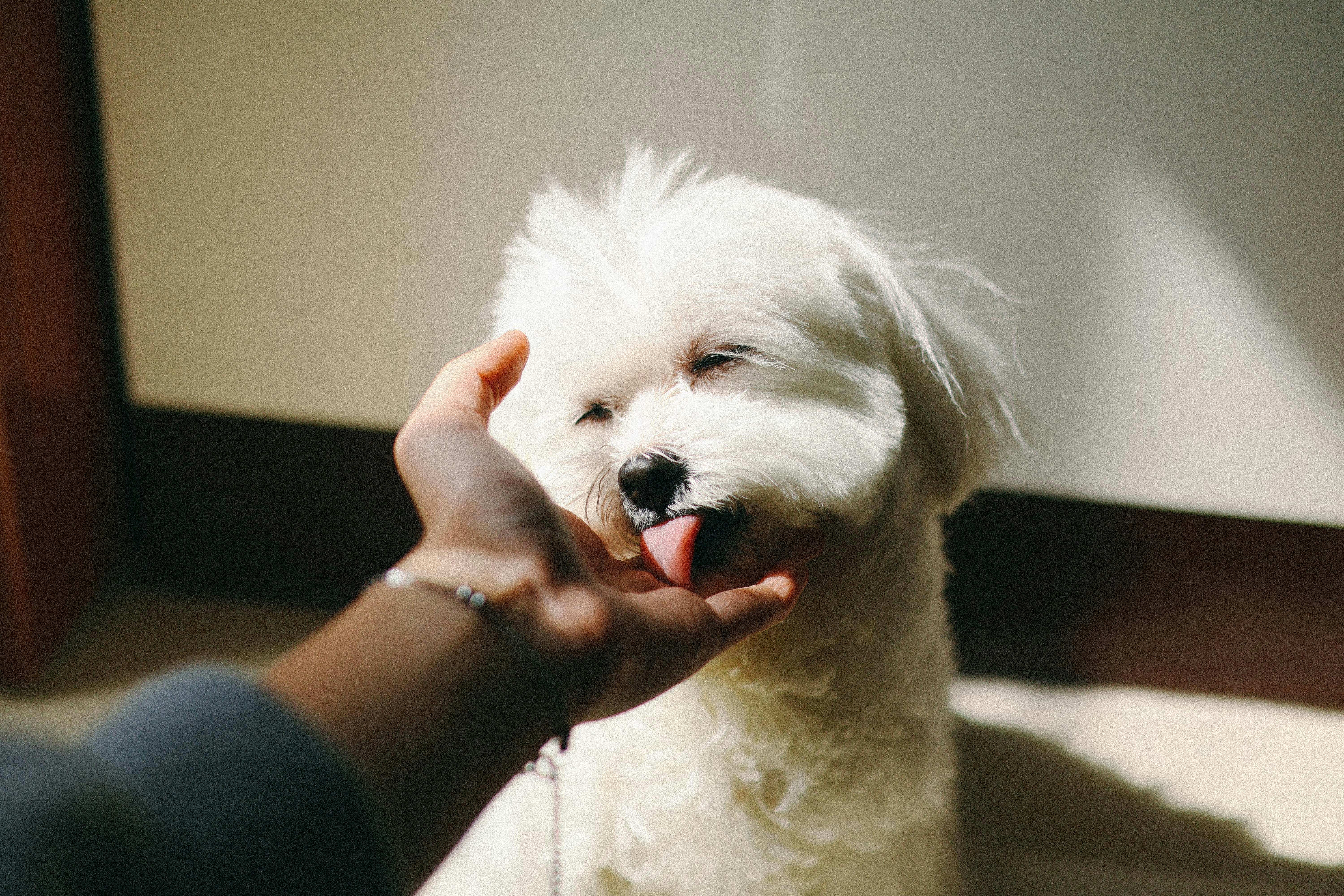 手に抱かれた白い子犬のほほえみ