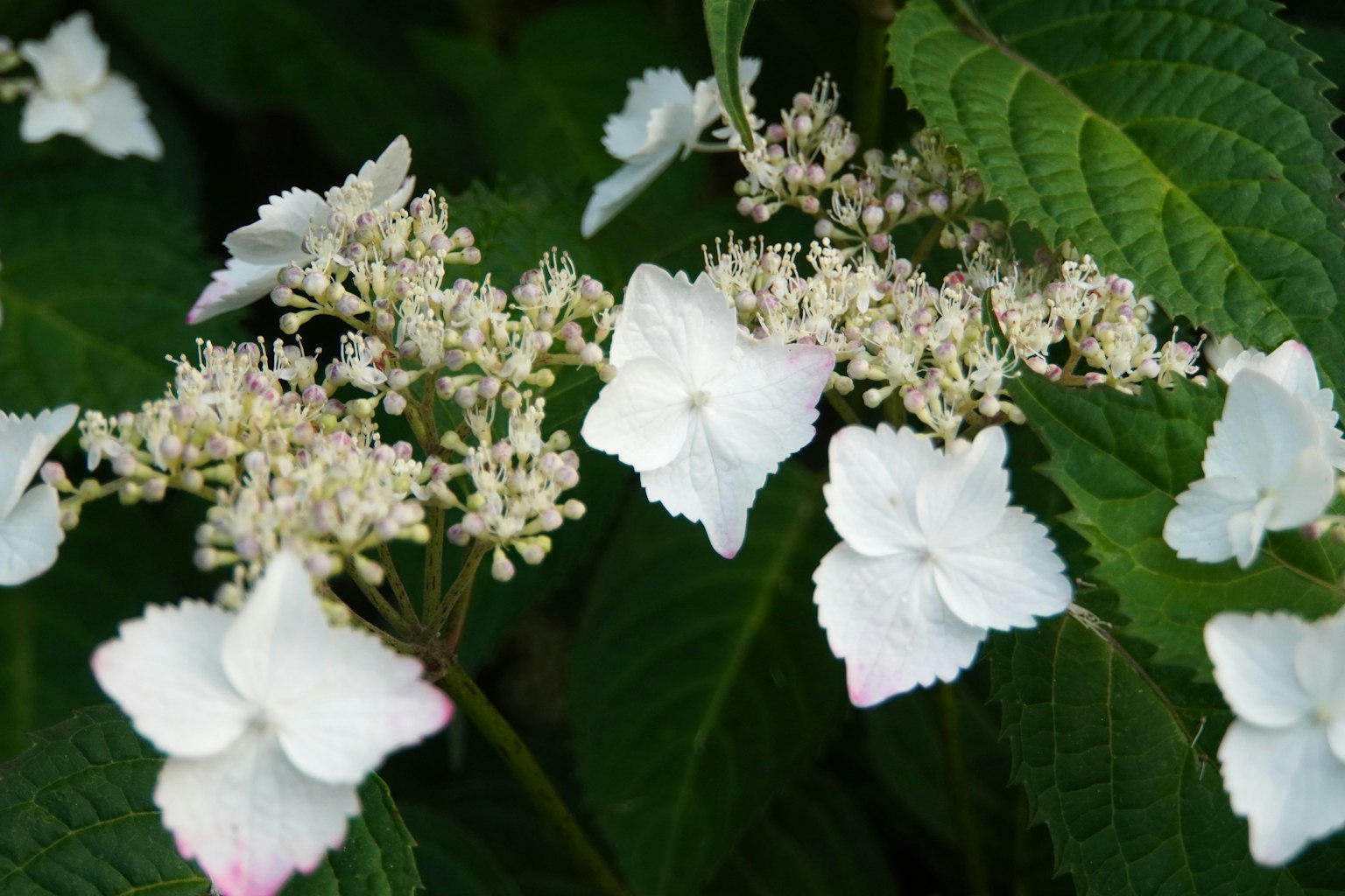 Primo piano di fiori di ortensia con petali bianchi e foglie verdi