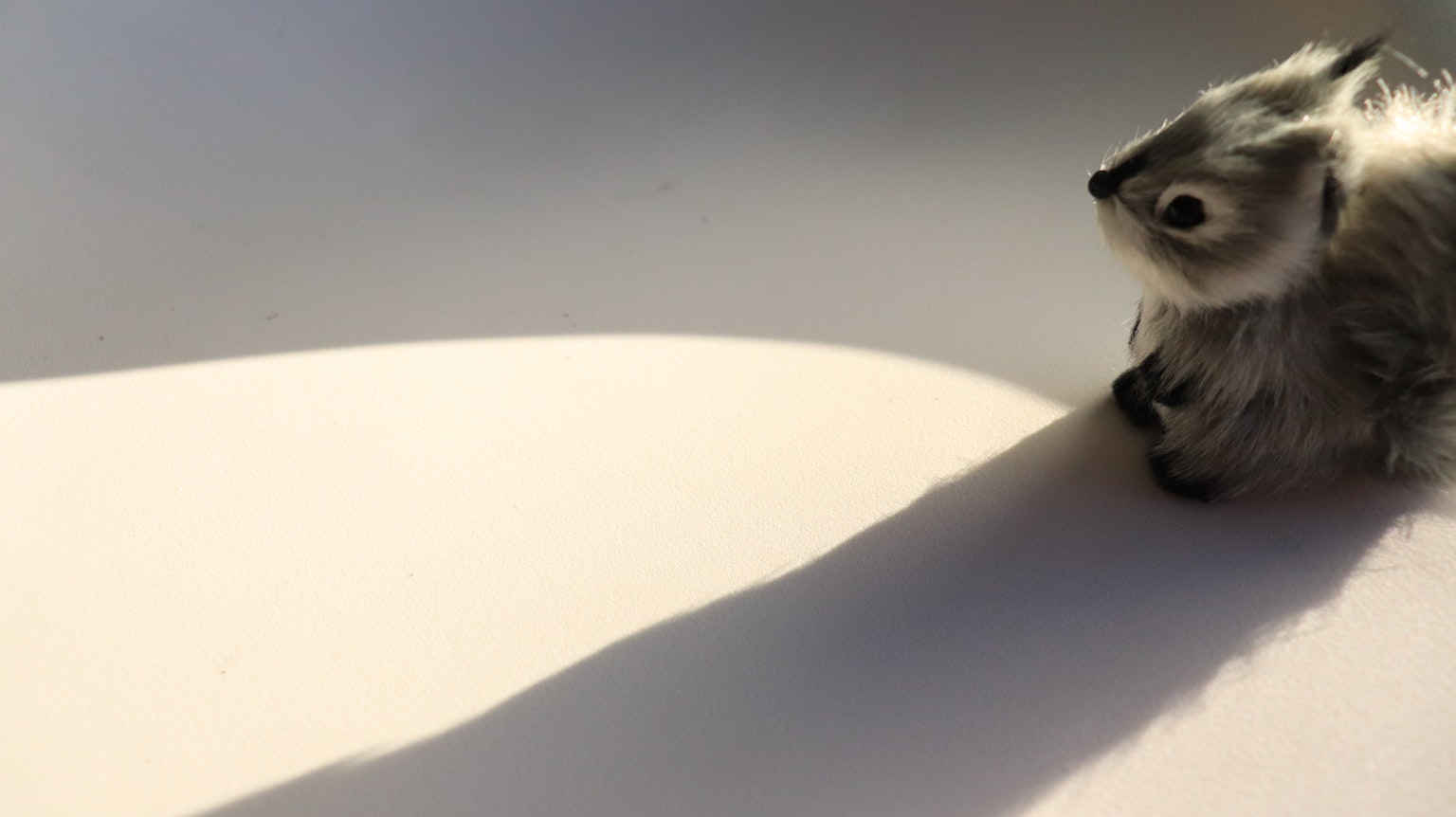 Un piccolo animale grigio seduto su uno sfondo bianco
