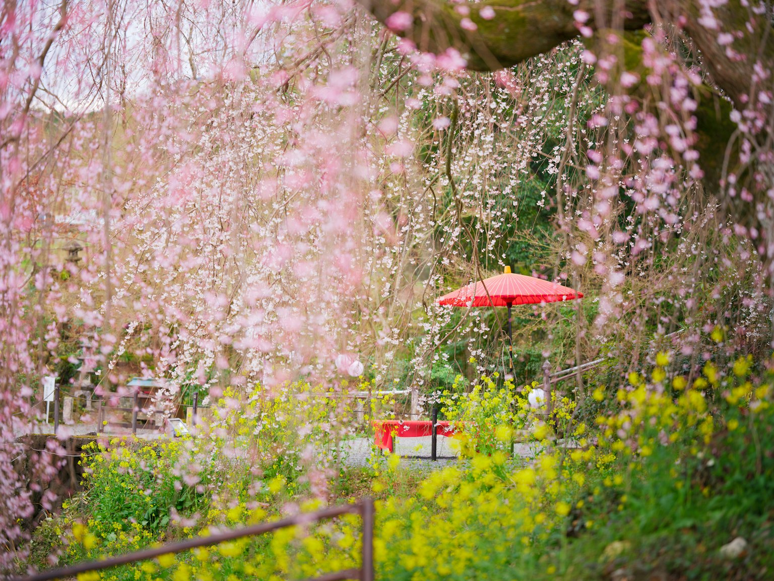 Vista panoramica di ciliegi in fiore con un ombrello rosso in un parco verde