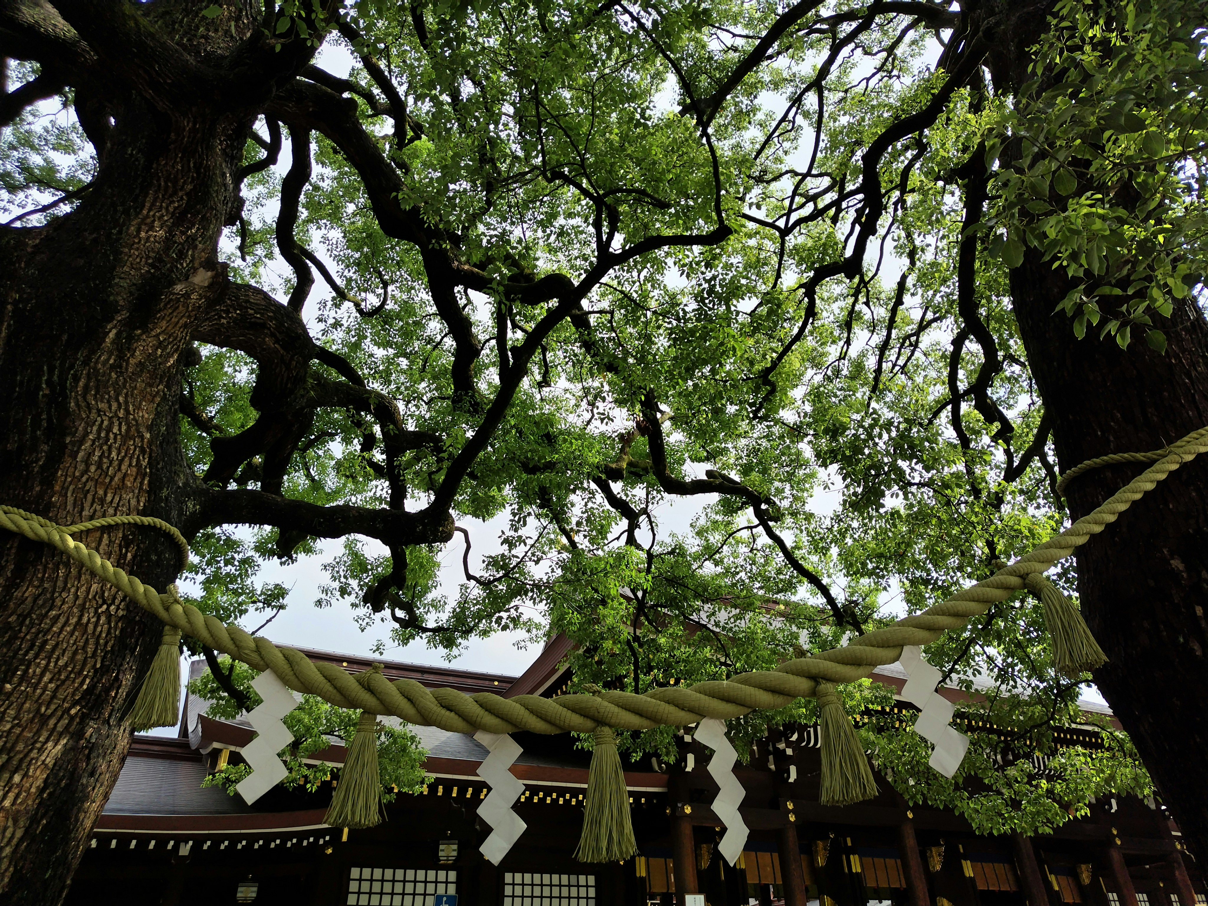 木の枝にかかる注連縄と寺院の屋根