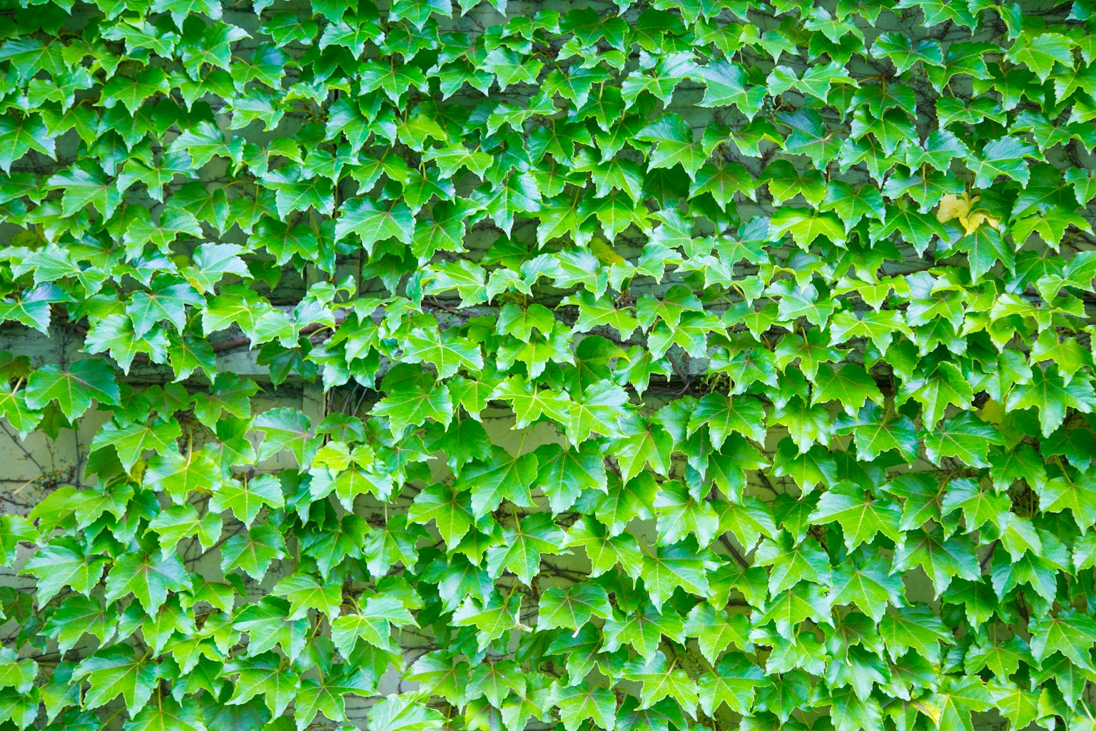 Un mur recouvert de feuilles de lierre vertes denses