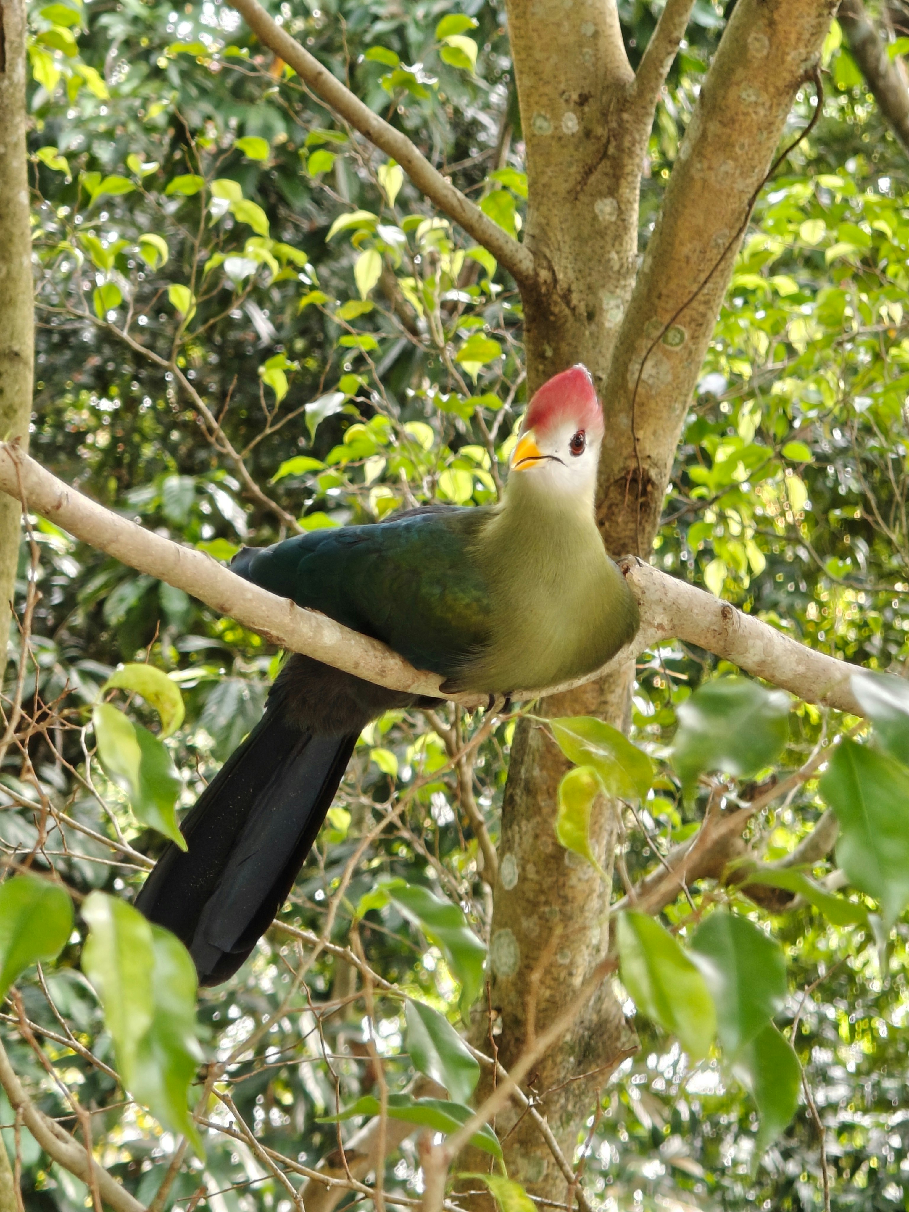 木の枝にとまる鳥の姿