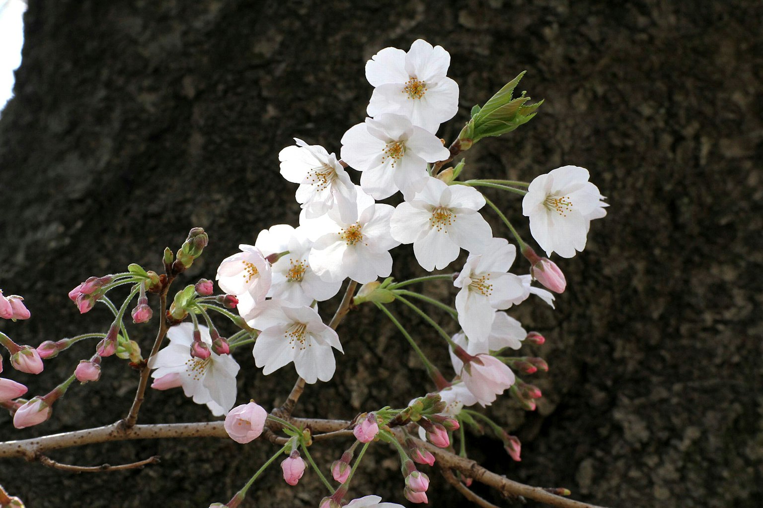 Primo piano di rami di ciliegio con fiori bianchi e gemme rosa