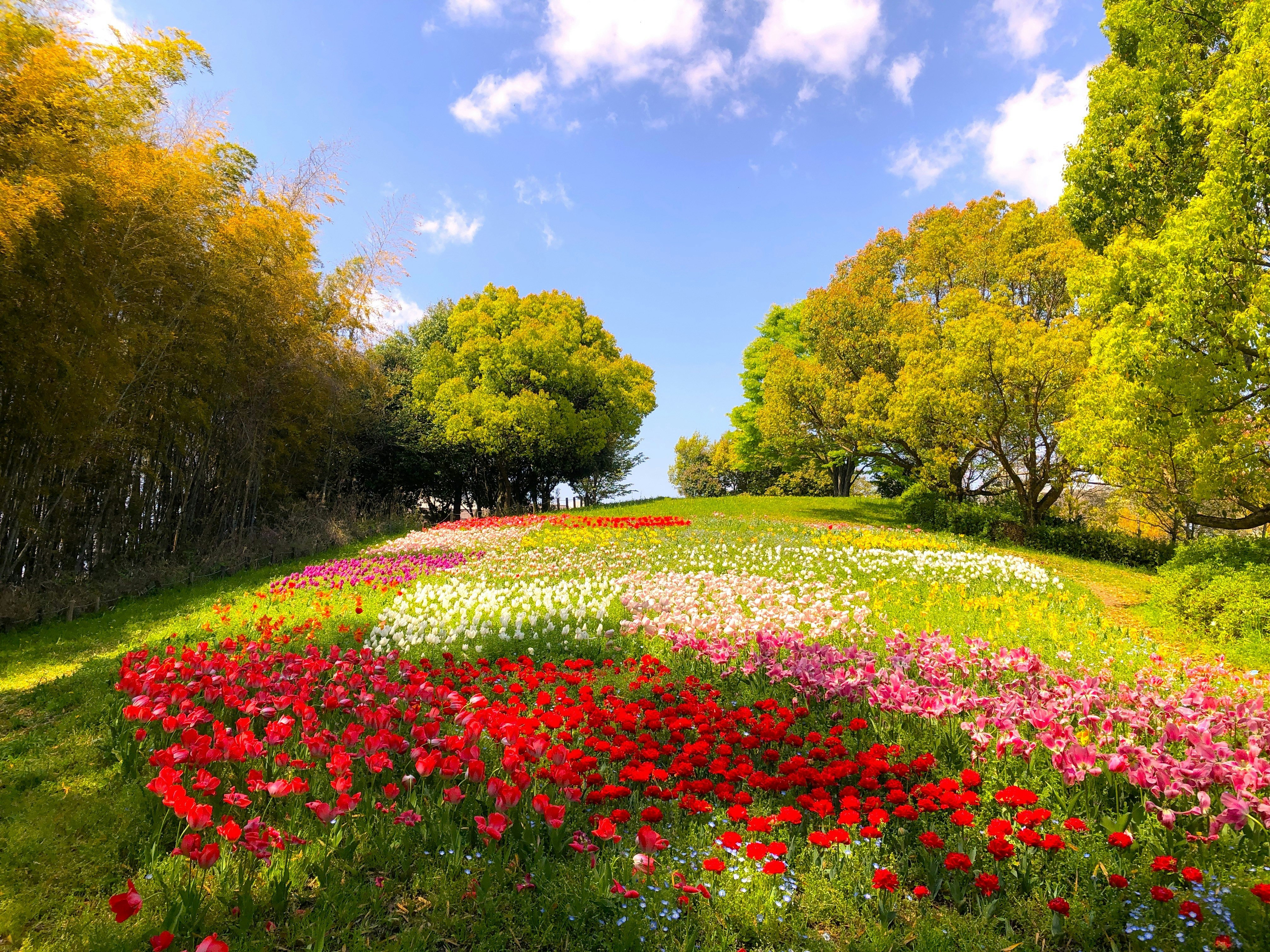 buntes Blumenbeet in einem Park