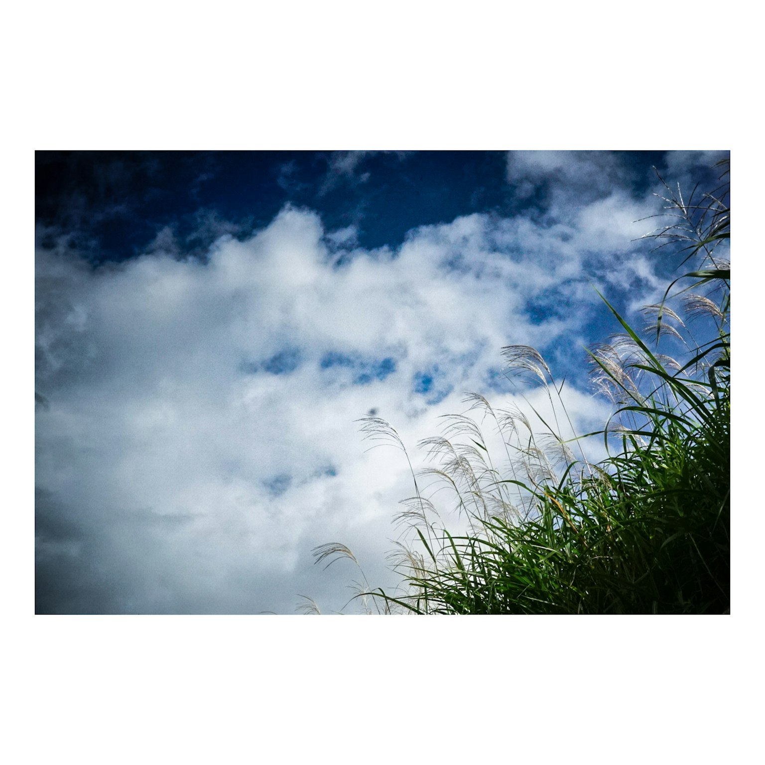 青空と白い雲が広がる風景と草の穂